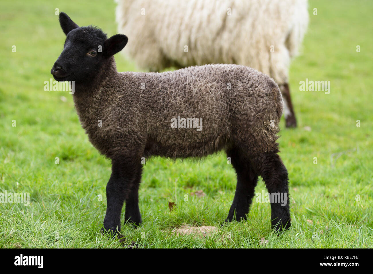 Ein niedliches Schwarzes Lamm steht und posiert für die Kamera in einem Feld in der Nähe von Warninglid, Mid-Sussex Stockfoto