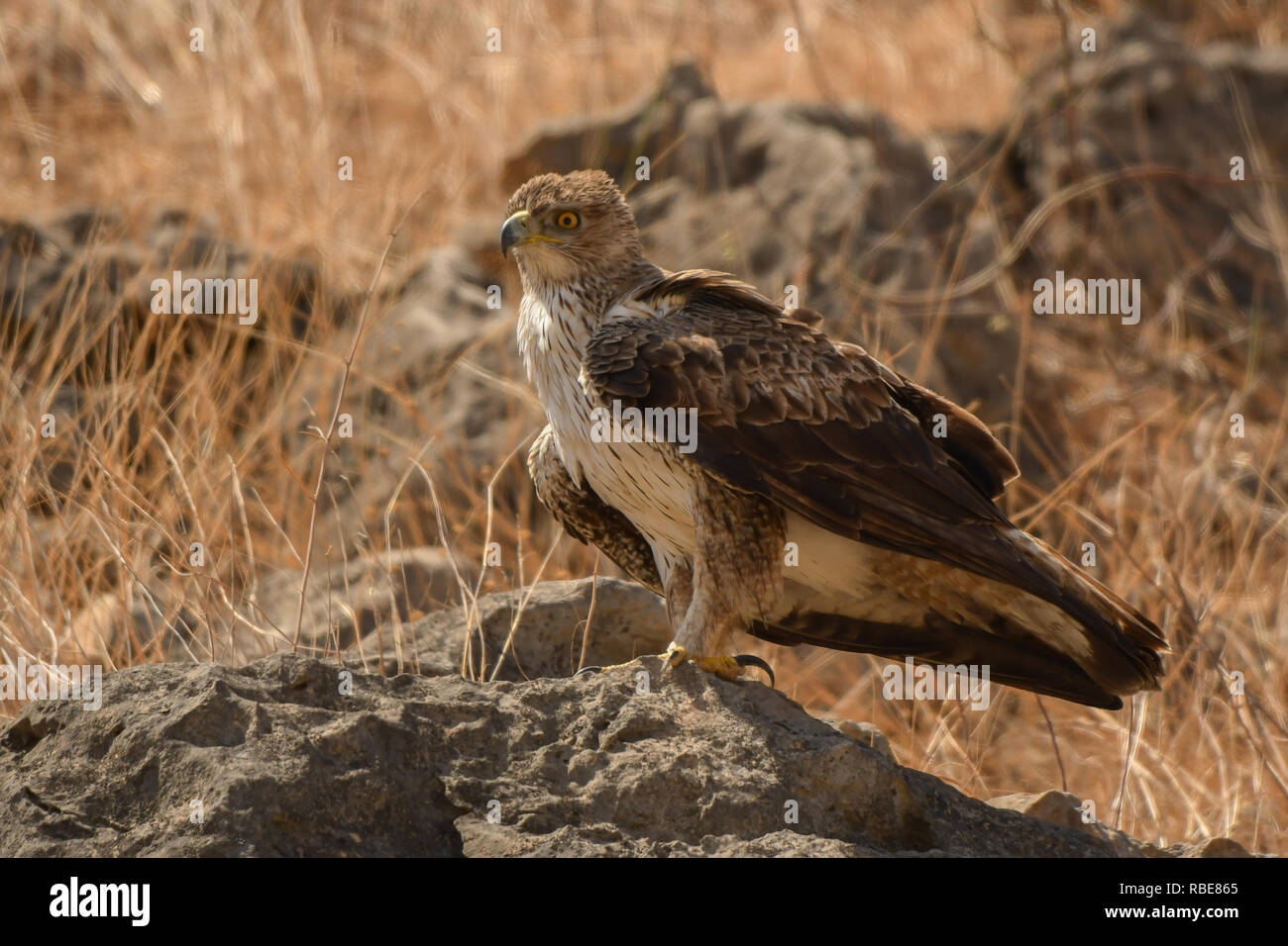 Der Vogel steht auf einem Stein. Bonelli's Eagle/Aquila fasciata Stockfoto
