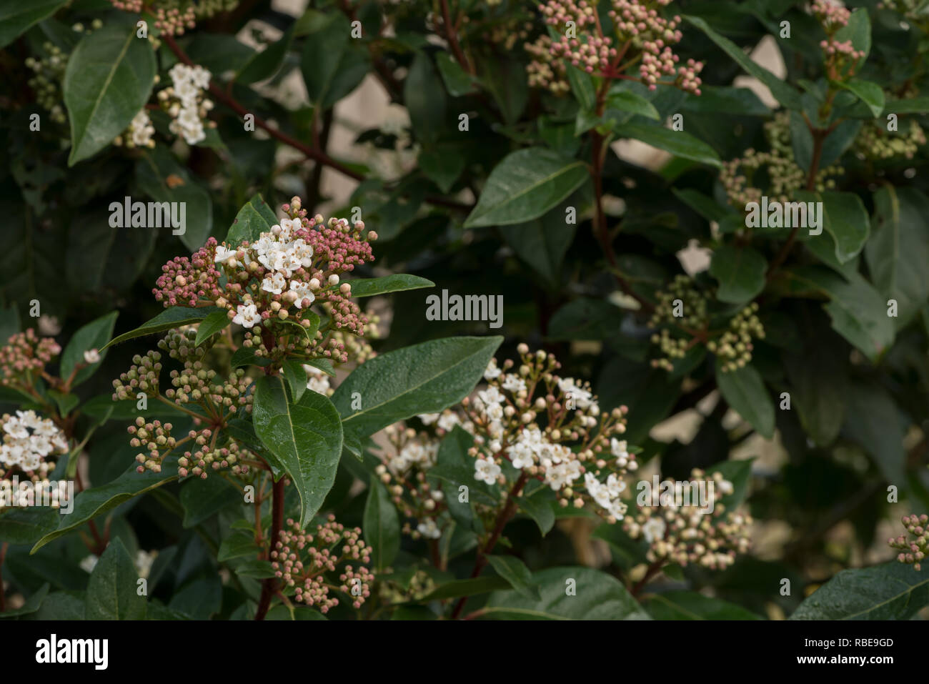 Winterblüher viburnum Strauch mit kleinen zarten tief rosa Knospen und