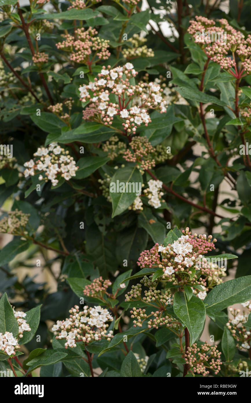 Winterblüher viburnum Strauch mit kleinen zarten tief rosa Knospen und