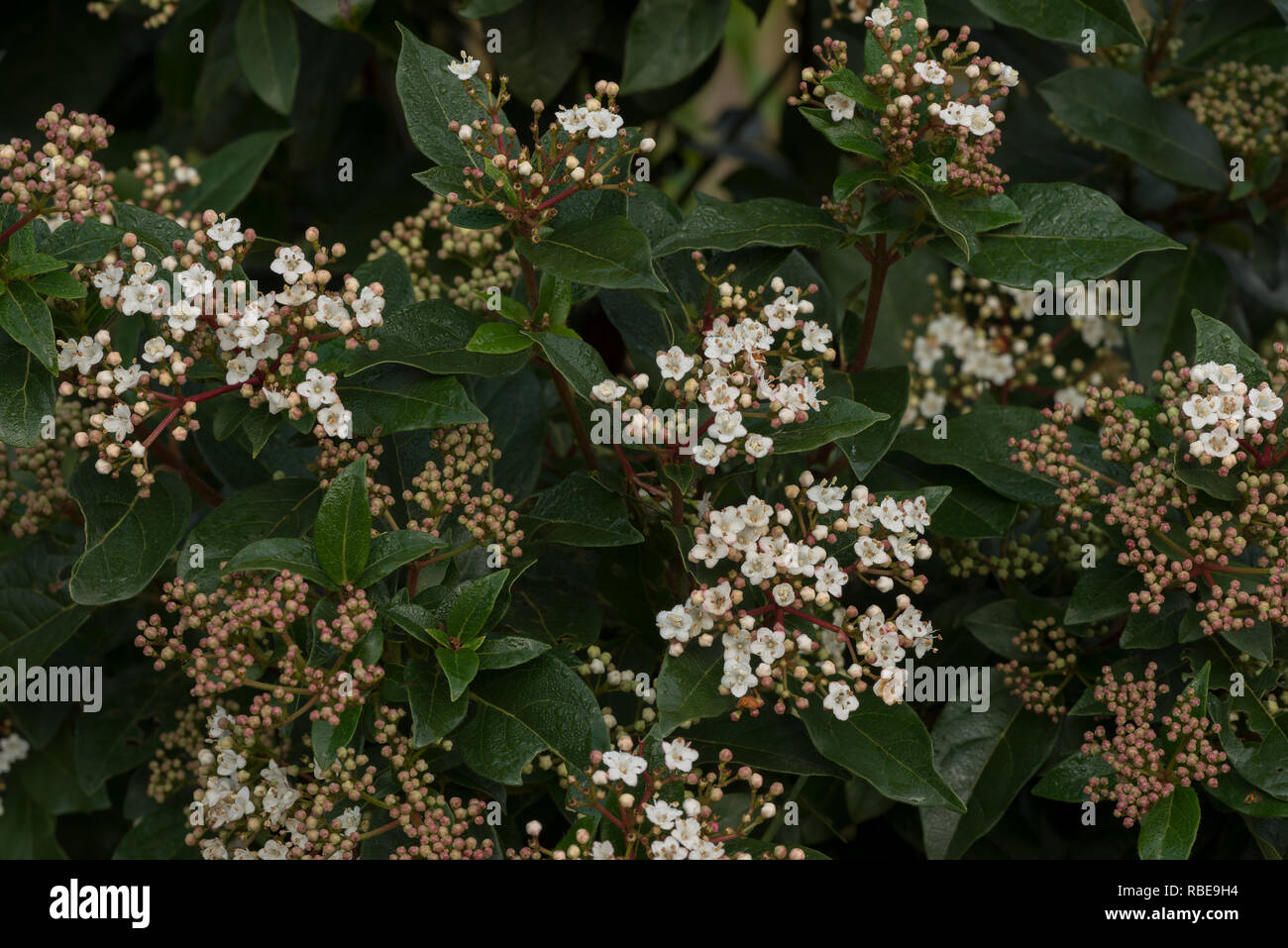 Winterblüher viburnum Strauch mit kleinen zarten tief rosa Knospen und