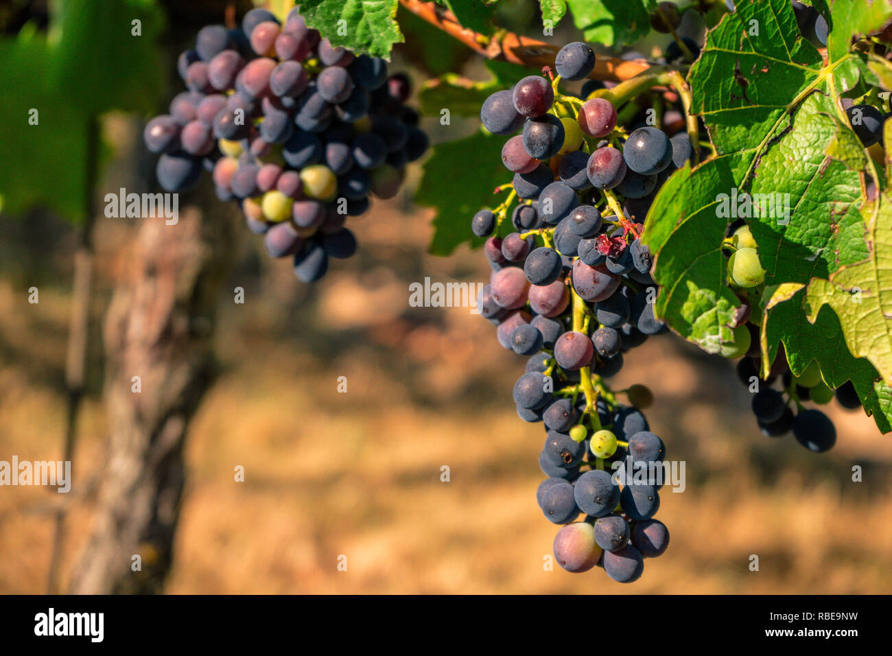 Blick auf blauen Reben am Weinstock im August, Handwerkskammer Rheinhessen Wein Region, Deutschland Stockfoto
