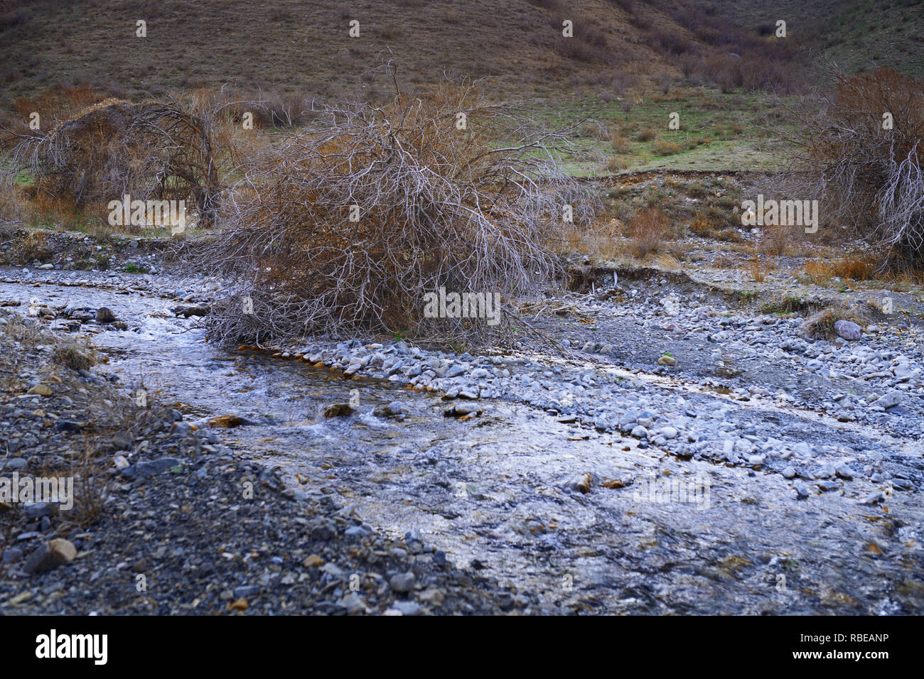 Getrocknete Bäume an der felsigen Stelle Stockfoto