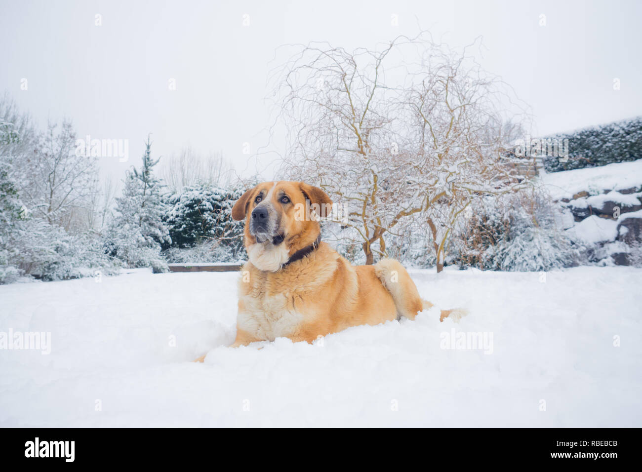 Mastine Hund im Schnee spielen. Schnee Landschaft. Großen schönen Hund Stockfoto