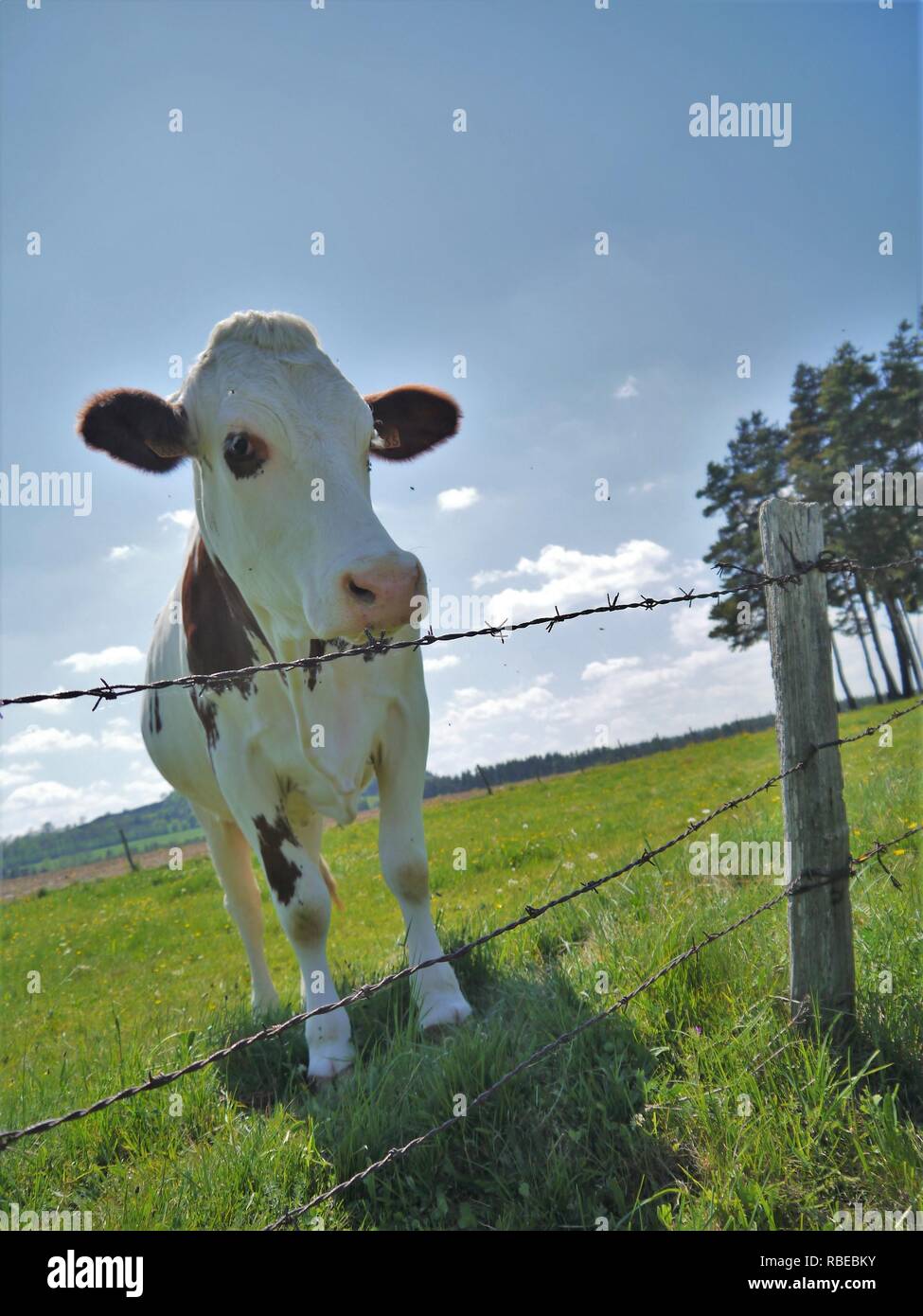 Mit Blick auf eine gefleckte Kuh in der Lozère Stockfoto