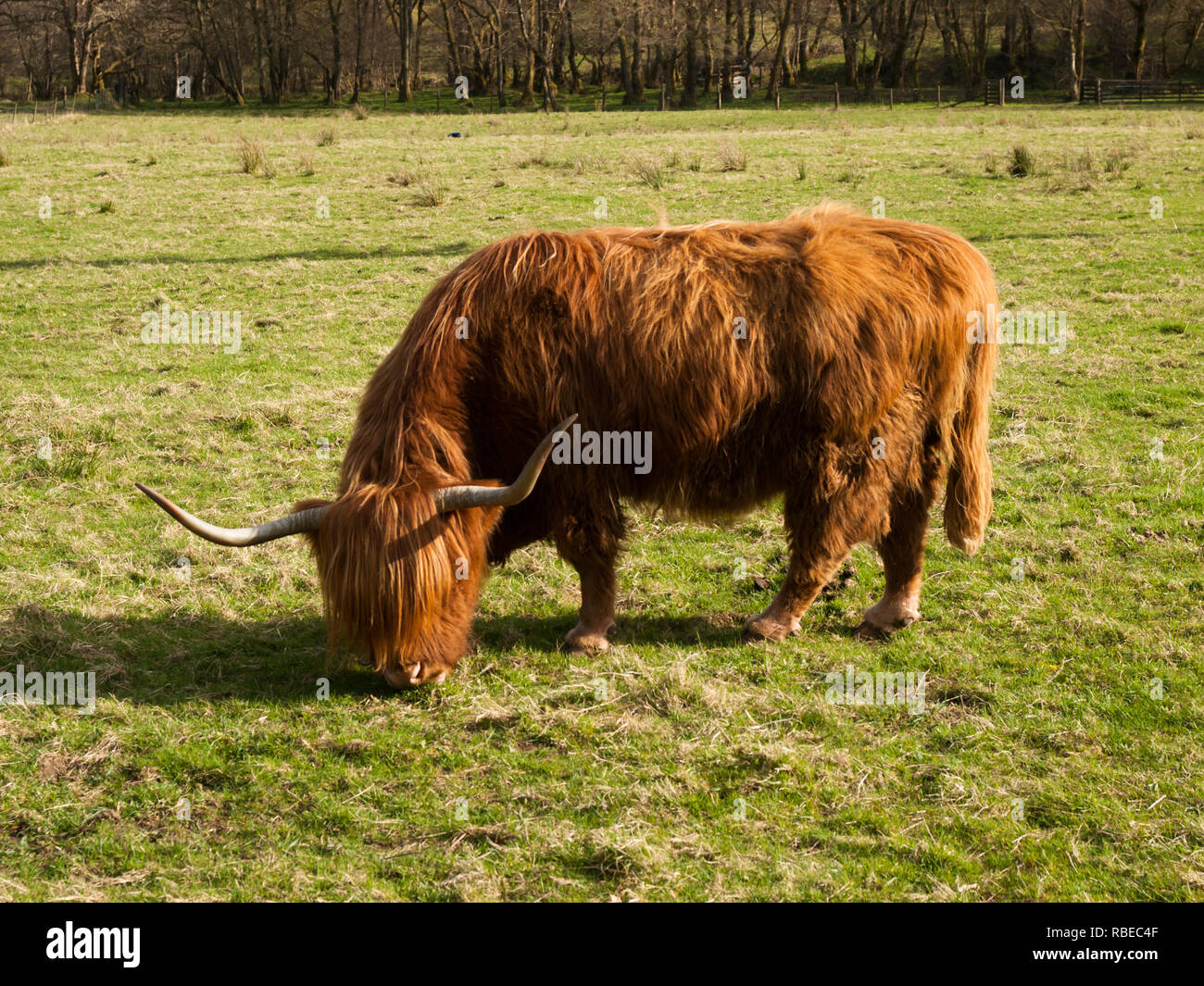 Highland Rinder haben lange Hörner und Lange wellige Mäntel, ist beständig gegen wintwr Stockfoto