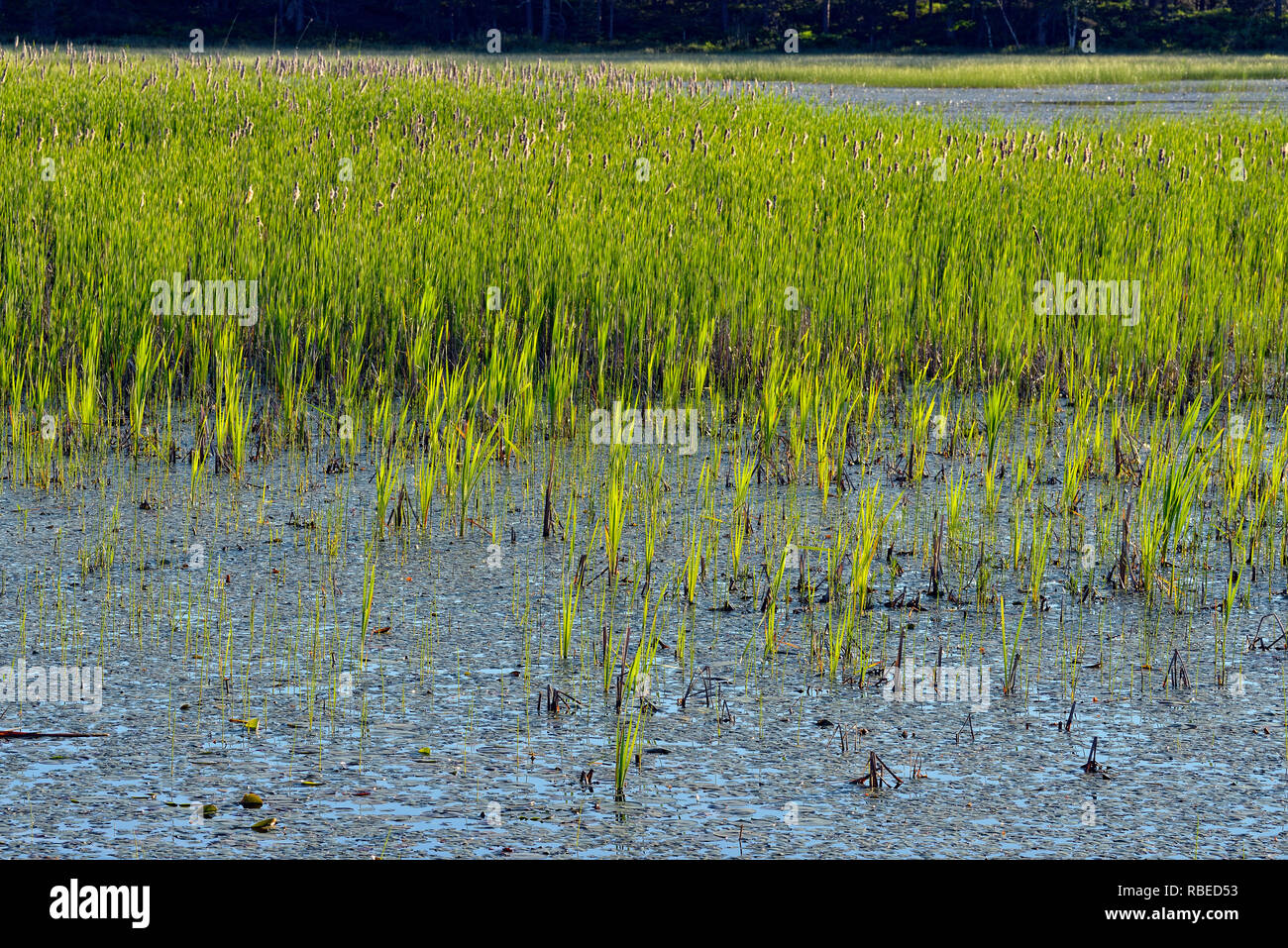 Seney Feuchtgebiete im Frühsommer, Seney National Wildlife Refuge, Seney, USA Stockfoto