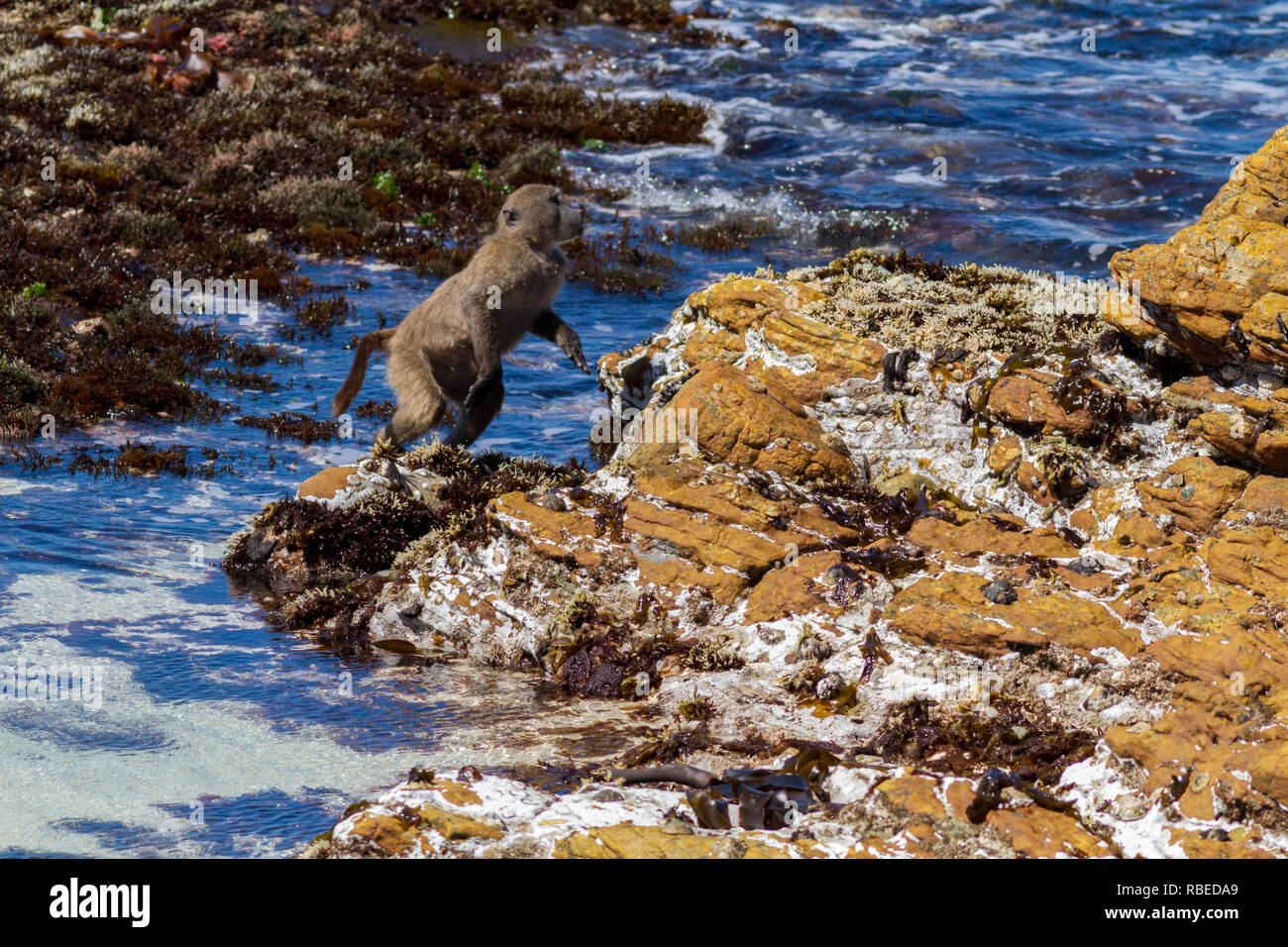 Serie von Aufnahmen mit einem Kap Paviane über eine Ausdehnung von Meer am Strand jumping, Kap, Südafrika Stockfoto
