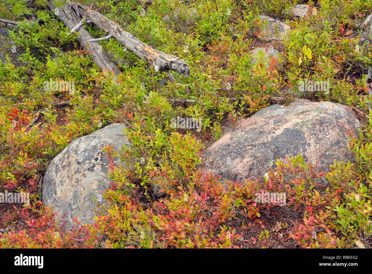 Freiliegende Granit und Heidelbeeren Pflanzen entlang der Elch Ridge Trail, Halfway Lake Provincial Park, Ontario, Kanada Stockfoto
