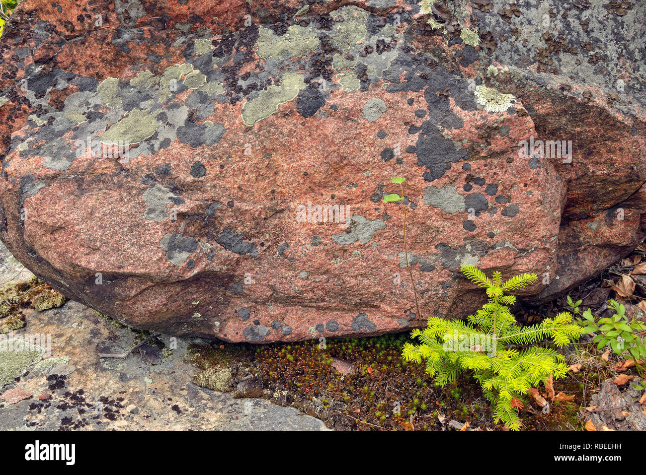 Granit und Tanne seeding entlang der Elche Ridge Trail, Halfway Lake Provincial Park, Ontario, Kanada ausgesetzt Stockfoto