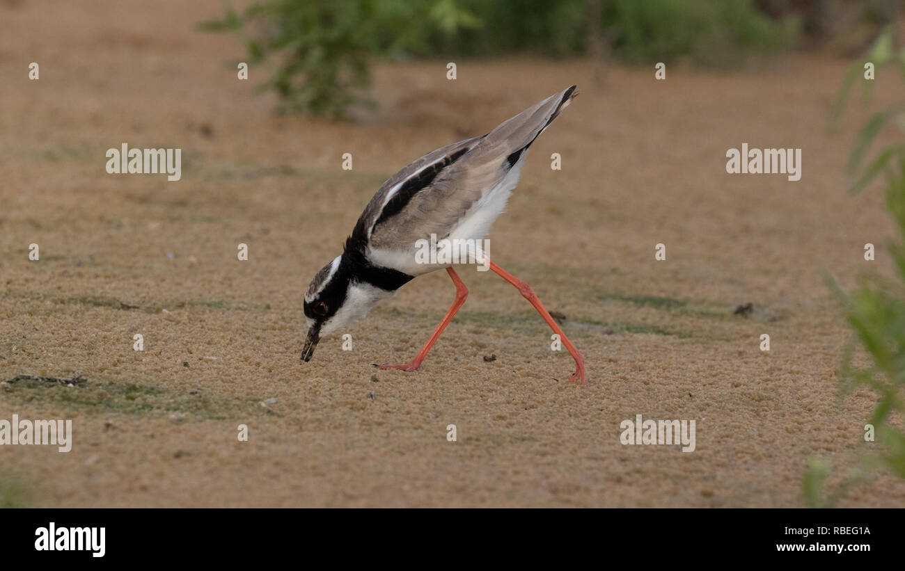 Pied plover Stockfoto