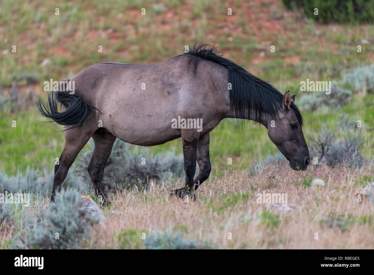 Wilde Pferde in der Pryor Mountains Wild Horse Range in Montana - Wyoming USA Stockfoto
