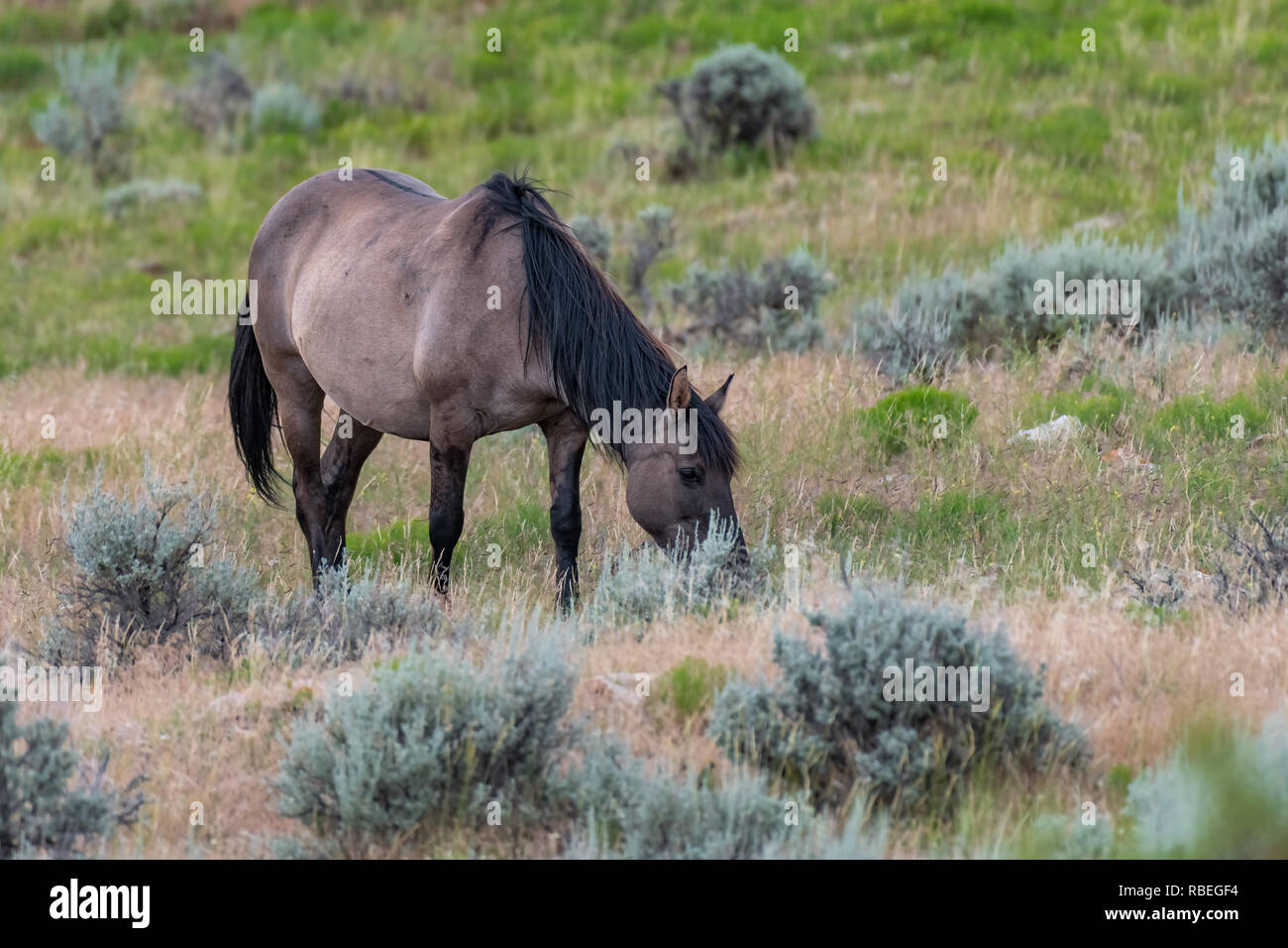 Wilde Pferde in der Pryor Mountains Wild Horse Range in Montana - Wyoming USA Stockfoto