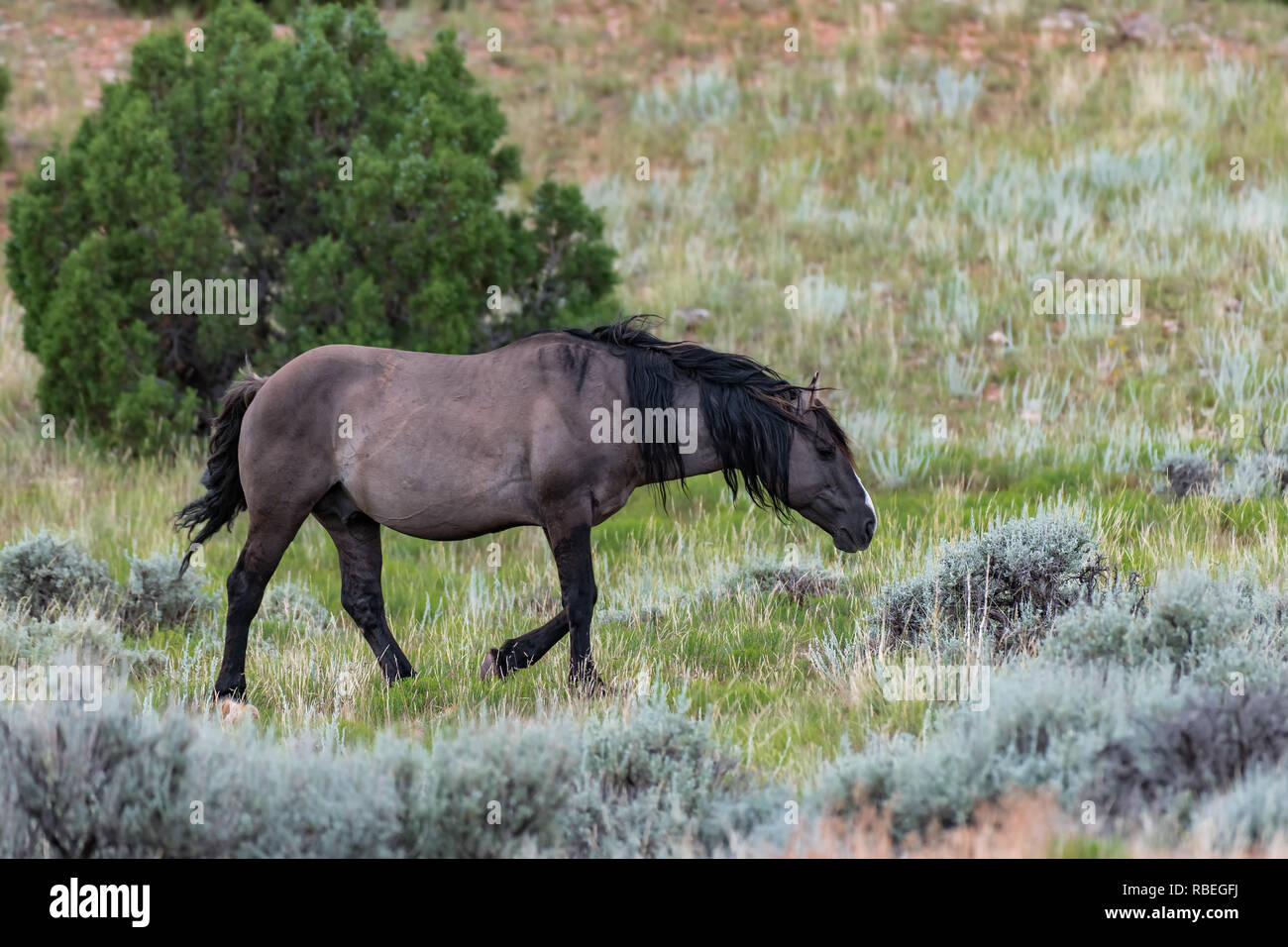 Wilde Pferde in der Pryor Mountains Wild Horse Range in Montana - Wyoming USA Stockfoto