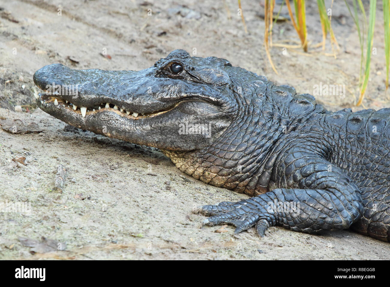 Ein Krokodil auf Ufer. Stockfoto