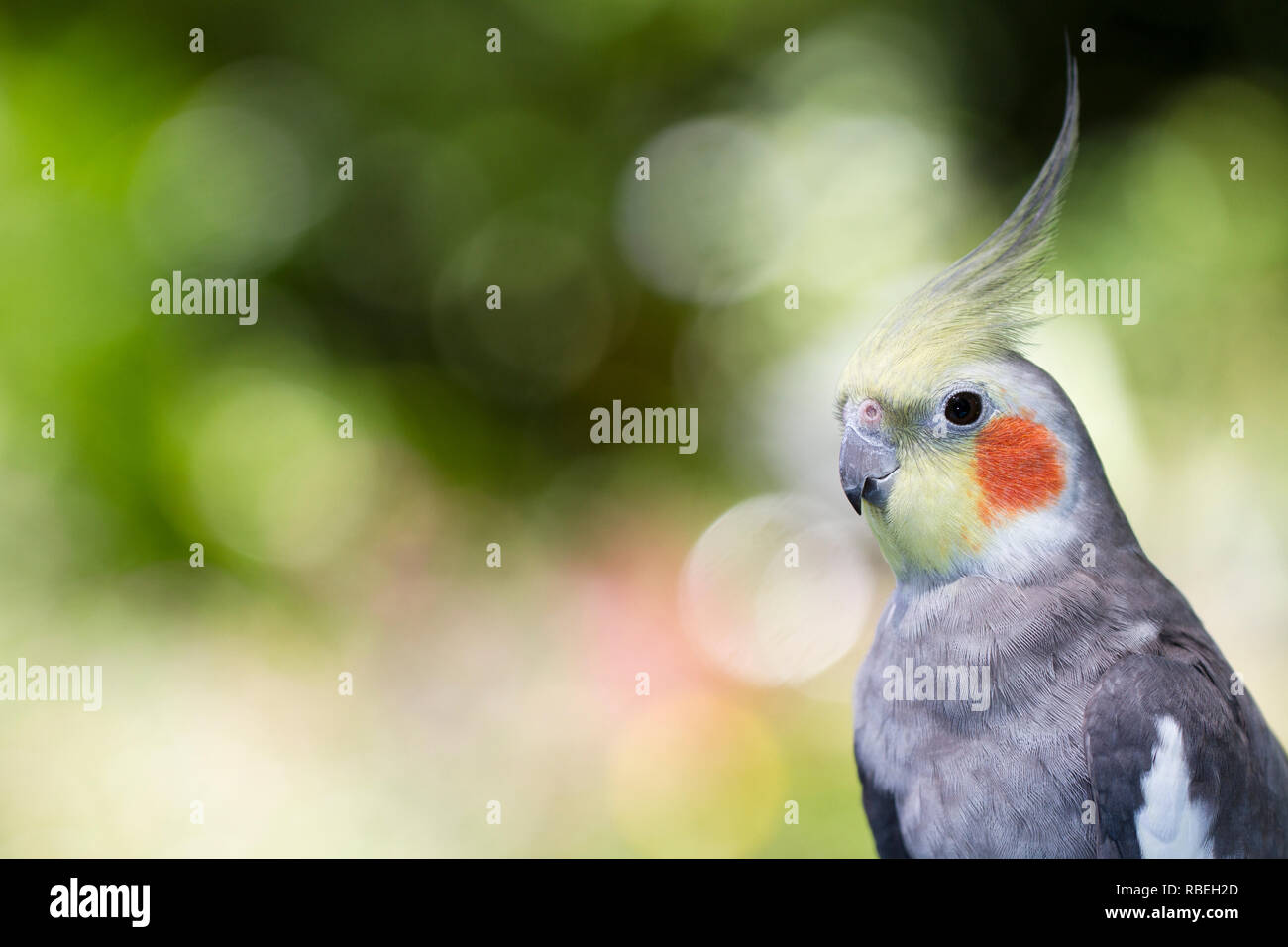 Nymphensittich Vogel, Papagei Stockfoto