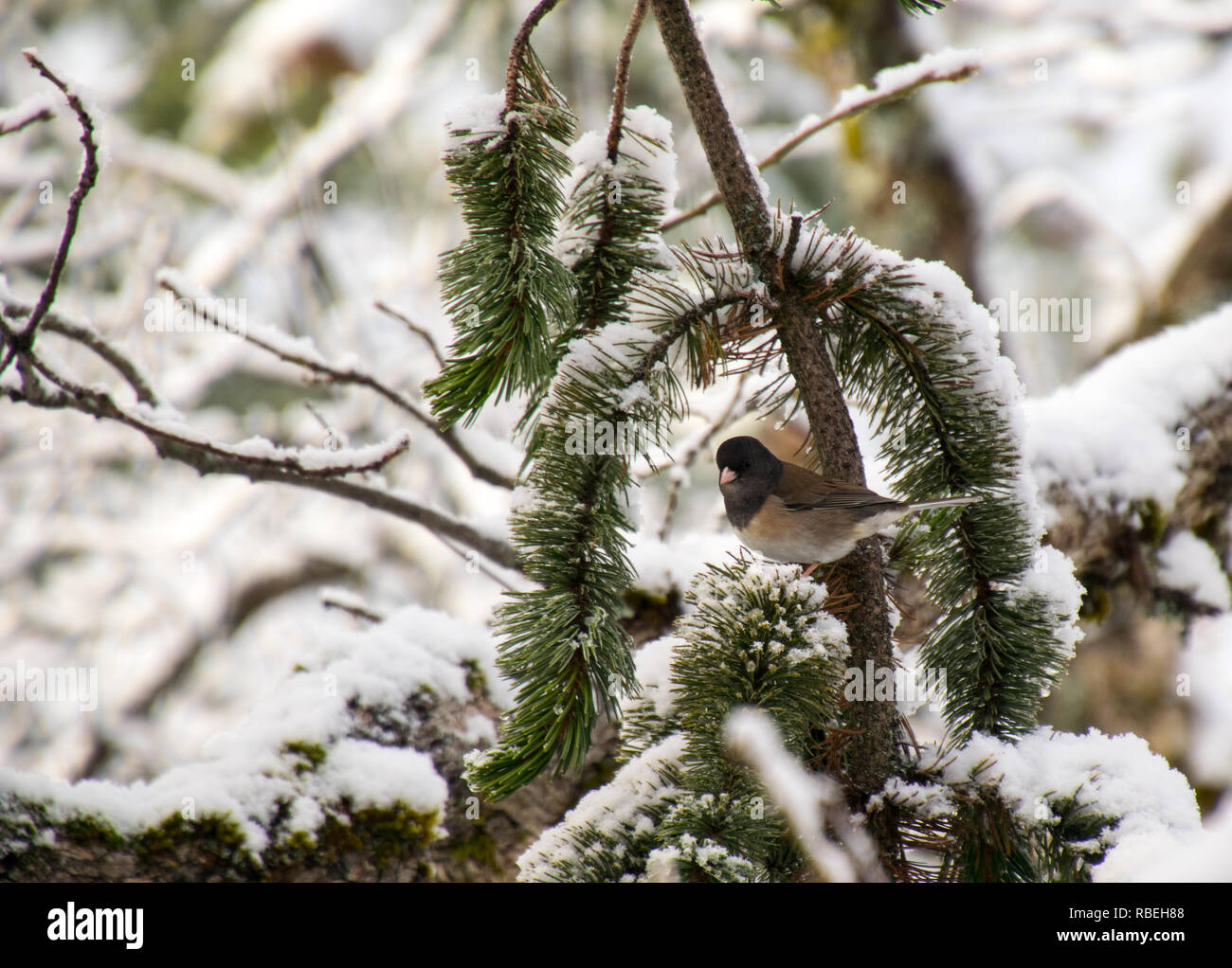 Wenig Dark-Eyed Junco im Schnee in südwestlichem Oregon Stockfoto