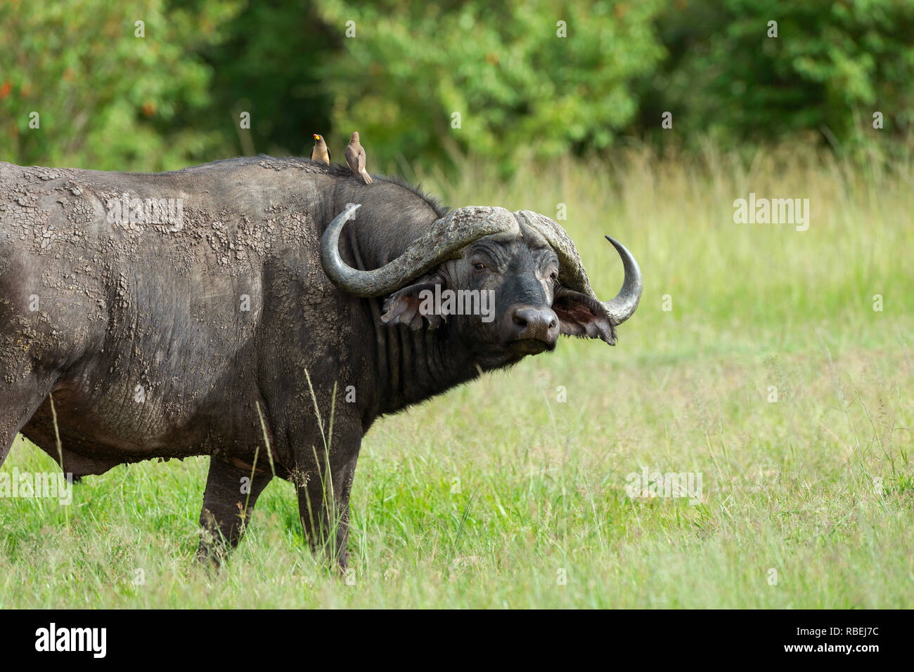 Büffel, Syncerus caffer Caffer und oxpeckers, Masai Mara, Kenia, Afrika Stockfoto