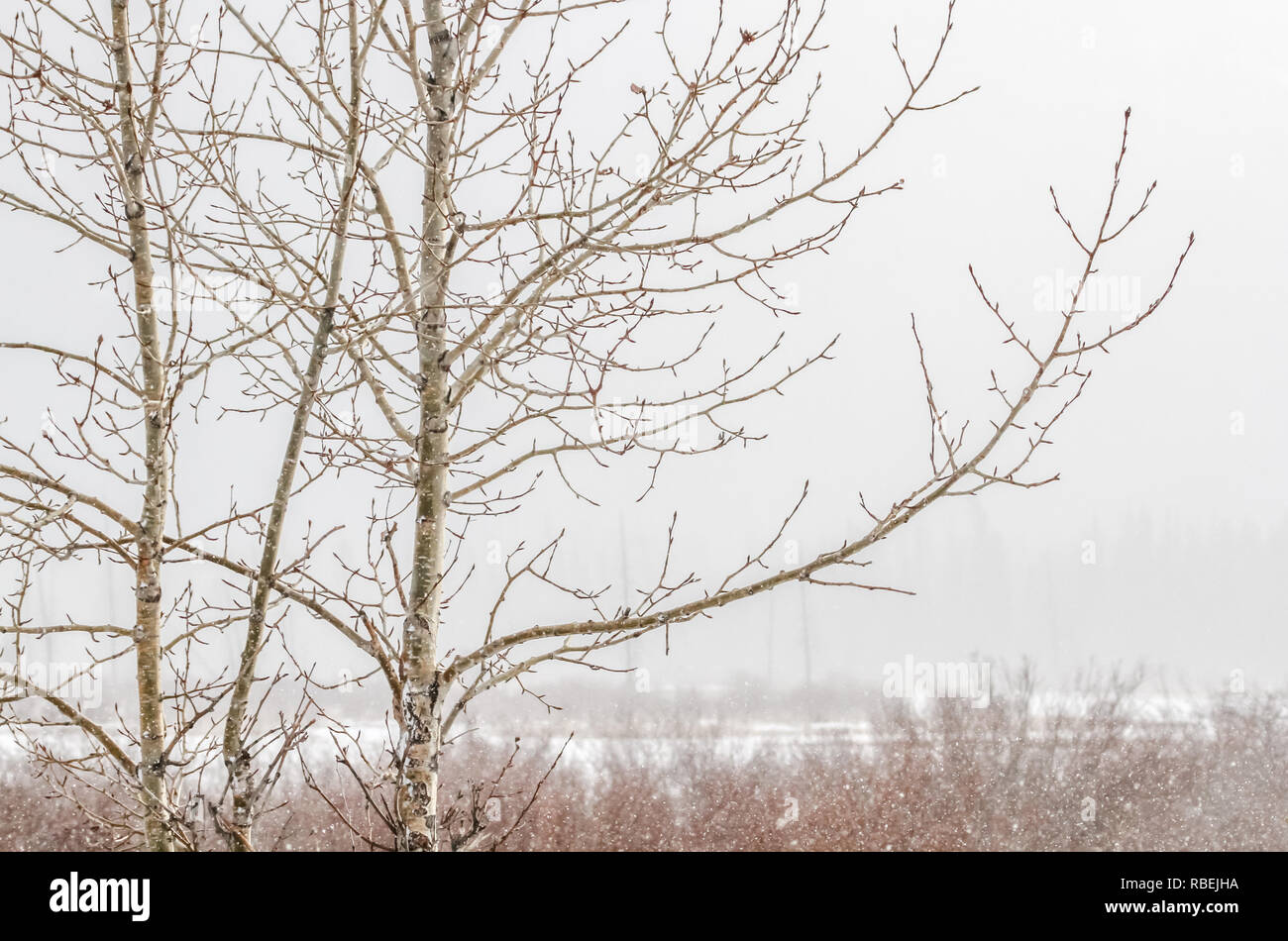 Winter Schneesturm schafft Frieden und Ruhe wie Bäume schlafen in Rocky Mountains bei Vermilion Lakes im Banff National Park, Alberta, Kanada. Stockfoto