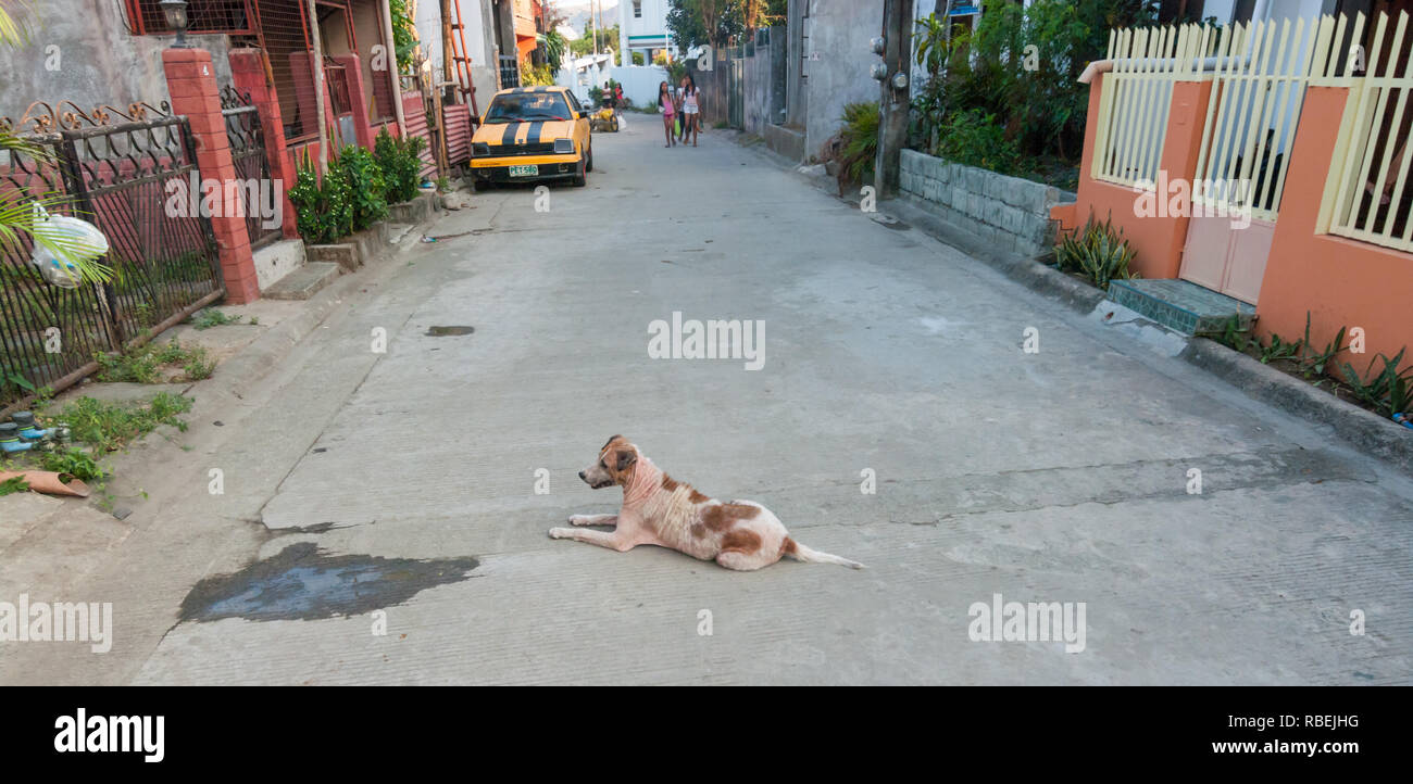 Dünnen braunen und weißen Hund legt in einem konkreten Straße in einem Philippinen Nachbarschaft auf April Tag und folgt alles los ist. Zimmer für Text. Stockfoto