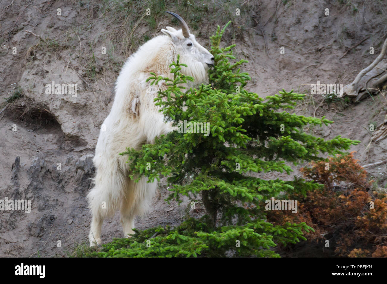 Wild und frei White Mountain Goat (Seitenansicht) steht aufrecht auf Baum an der Seite des Berges in Jasper National Park, Alberta, Kanada zum Knabbern. Stockfoto