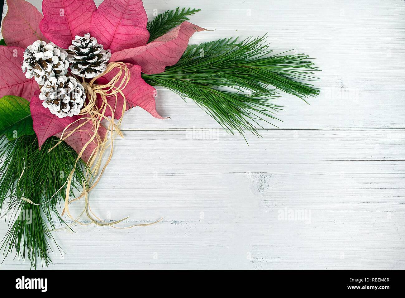 Rot Weihnachtsstern Blume und Tannenzapfen mit grünen Pinien und bastschleife auf rustikalen weiß gekalkten Holz Stockfoto