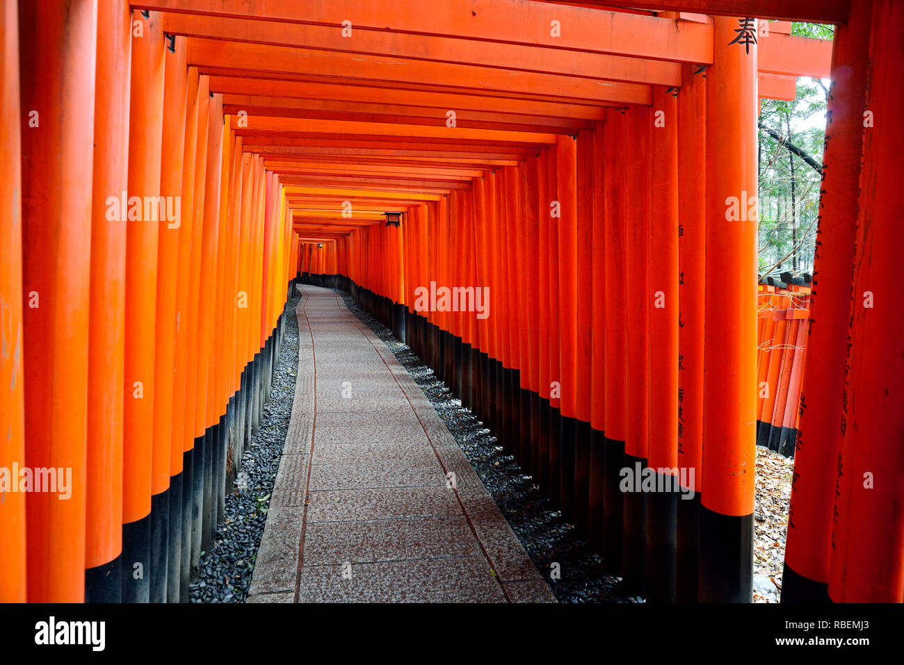 Fushimi Inari Taisha, Kyoto. Der Schrein, der zu Fox gewidmet ist-förmige Gottheit Inari, ist berühmt in ganz Japan aufgrund seiner Hunderte von roten Torii Tore Stockfoto