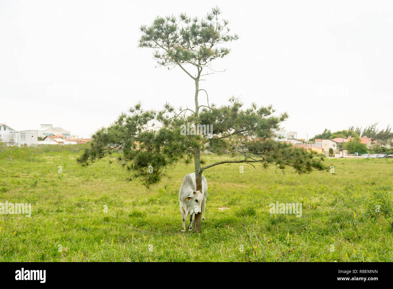 2018, Oktober. Florianopolis, Brasilien. Einzige weisse Kuh weiden in der Nähe einen Baum. Stockfoto