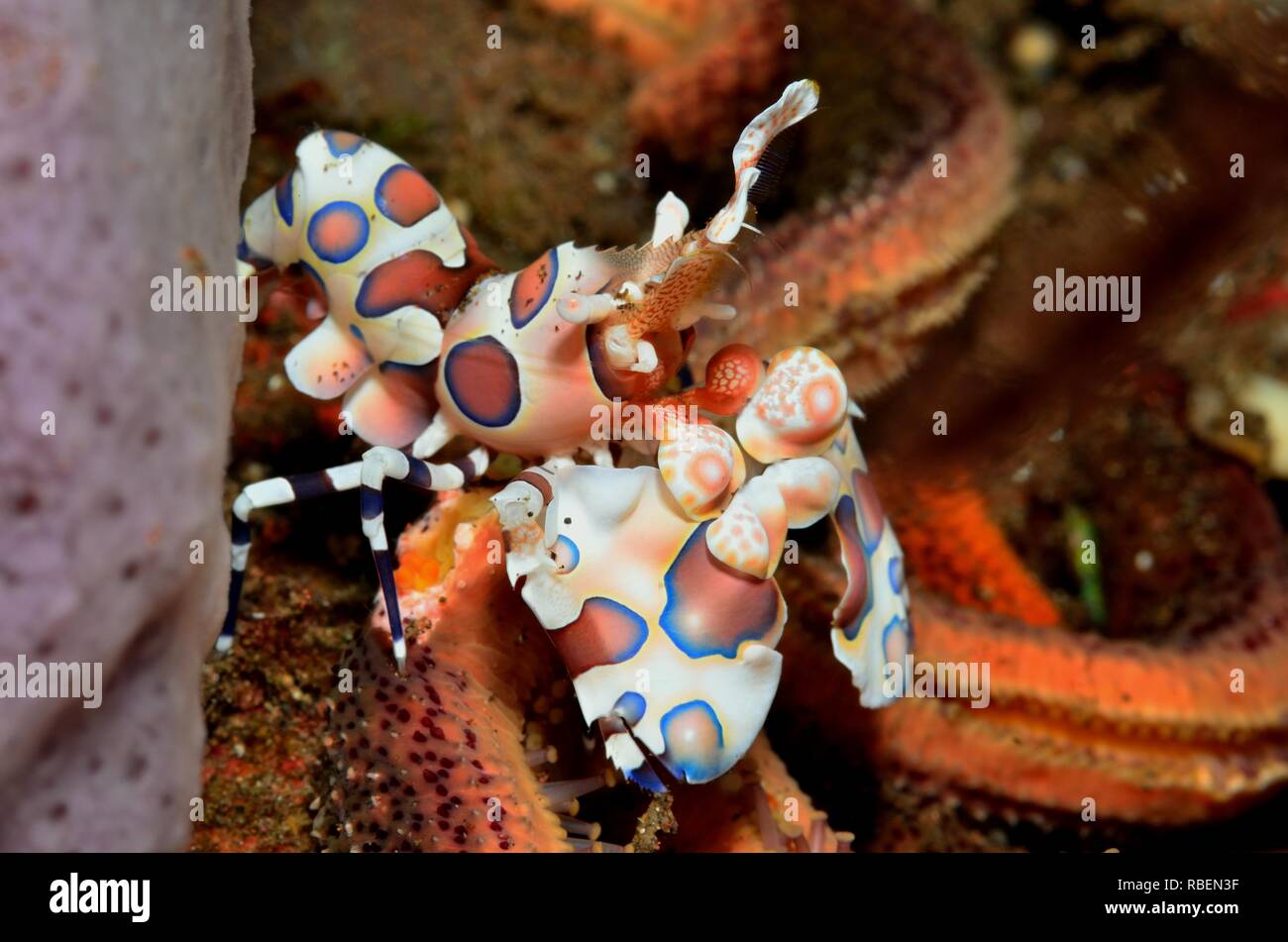 Harlekingarnele, Hymenocera elegans Harlekingarnele,, Tulamben, Bali, Indonesien, Indonesien Stockfoto