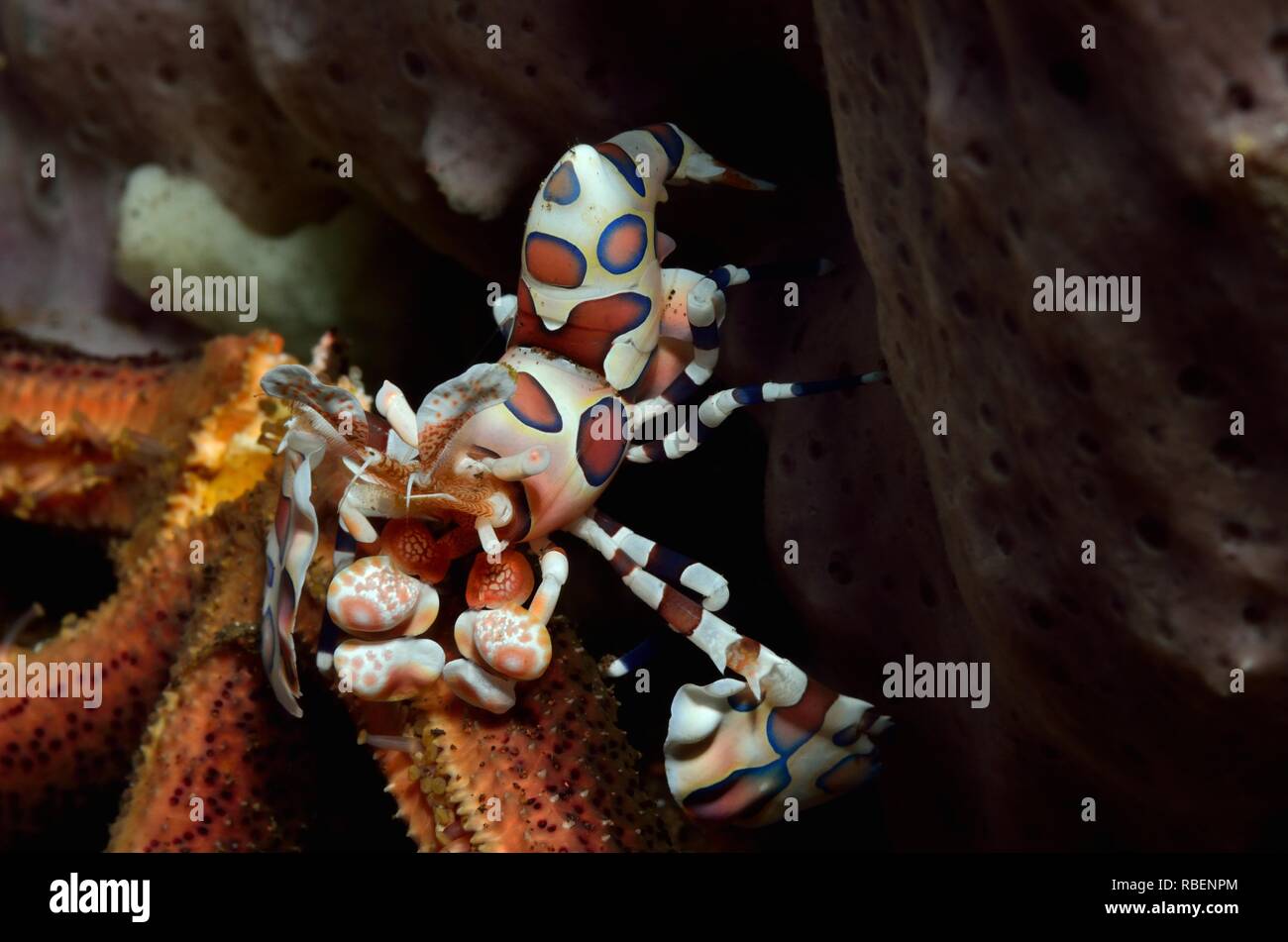 Harlekingarnele, Hymenocera elegans Harlekingarnele,, Tulamben, Bali, Indonesien, Indonesien Stockfoto