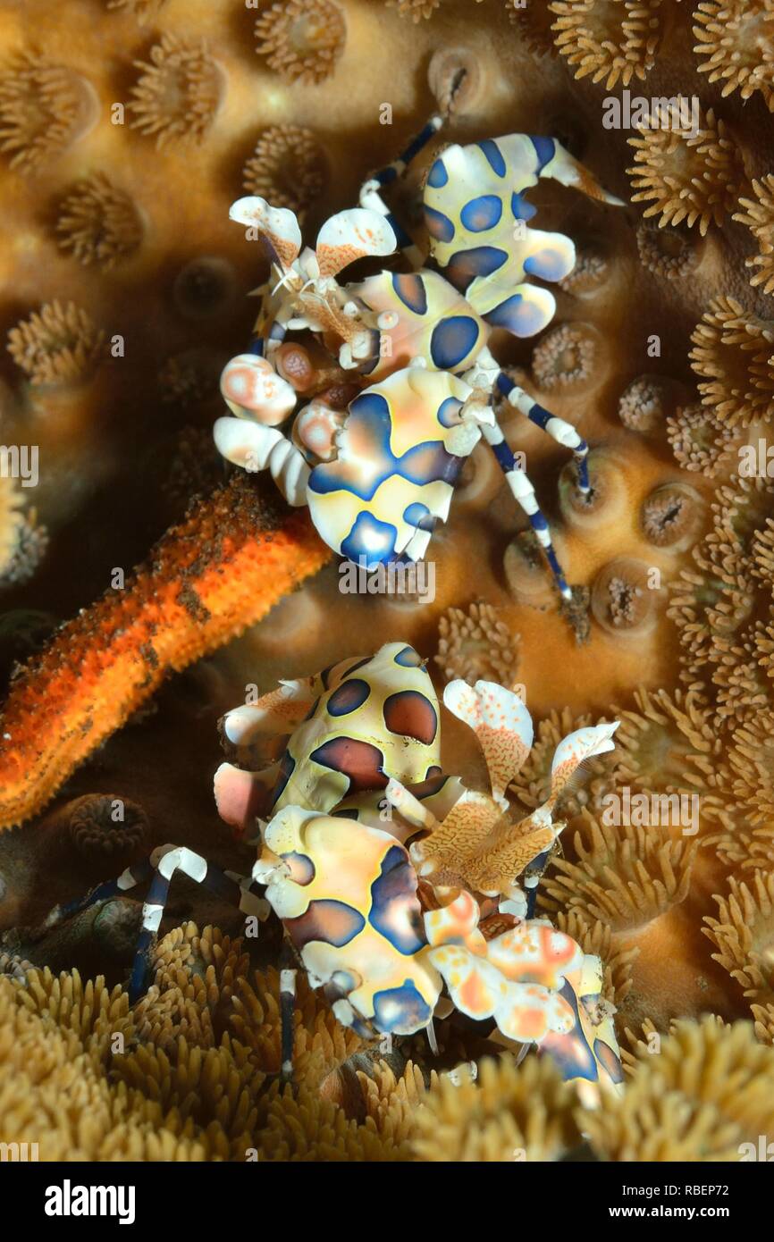 Harlekingarnele, Hymenocera elegans Harlekingarnele,, Tulamben, Bali, Indonesien, Indonesien Stockfoto