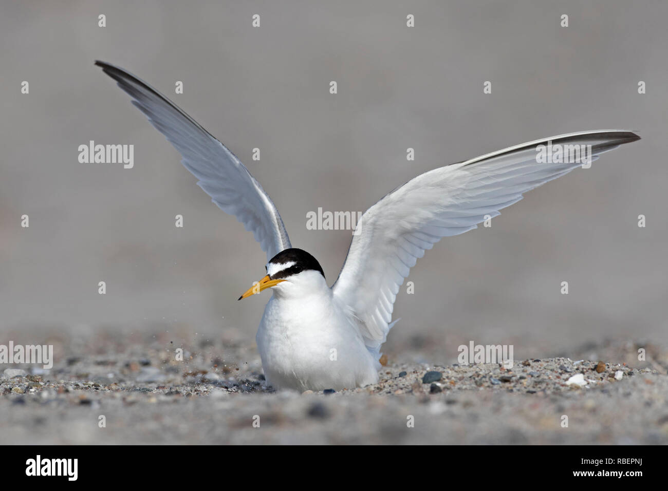 Zwergseeschwalbe (Sterna albifrons albifrons/Sternula) Verbreitung Flügel am Strand im späten Frühjahr/Sommer Stockfoto