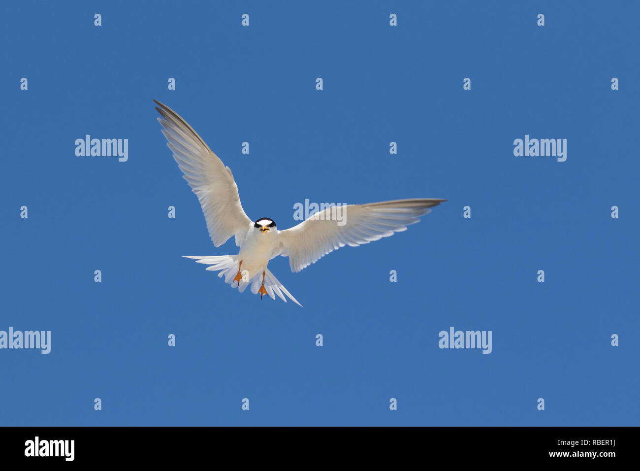 Gebänderte Zwergseeschwalbe (Sterna albifrons albifrons/Sternula) Aufruf im Flug gegen den blauen Himmel Stockfoto