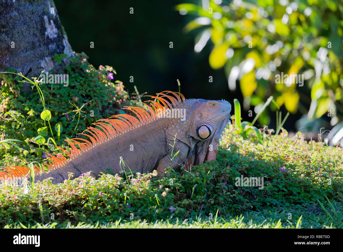 Grüner Leguan in tortoguero National Park, Costa Rica Stockfoto