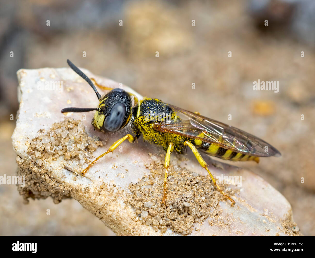 Die männlichen Bee-Wolf (Philanthus triangulum) Das ist viel kleiner auf die weibliche. Ein Mitglied der Bagger Wespen (Crabronidae). Wasp Familie Vespid Stockfoto