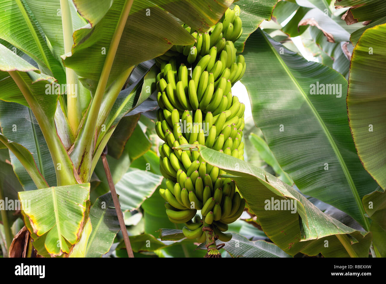 Banane Bündel im Banana plantation Platano auf Teneriffa, Kanarische Inseln Stockfoto