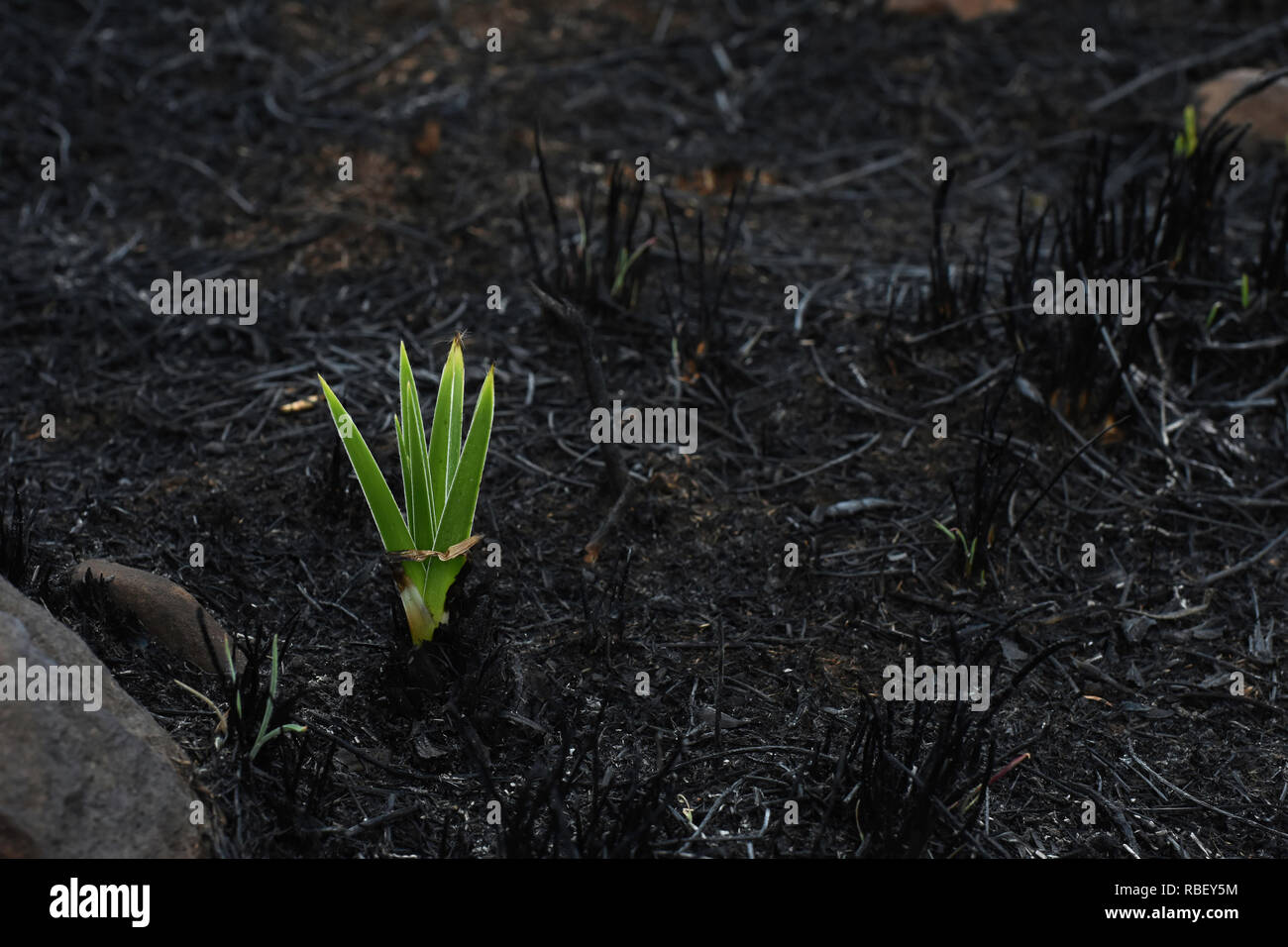 Emerging Star Lily Plant (hypoxis rigidula) im Feld verbrannt Stockfoto