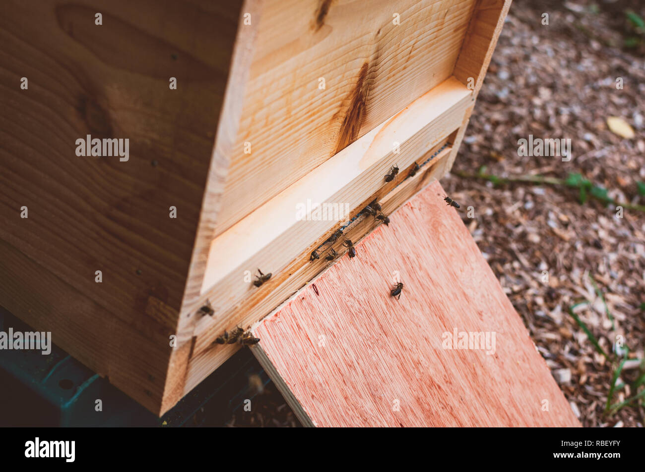 Bienen Eingabe ein Mann aus Bienenstock Stockfoto