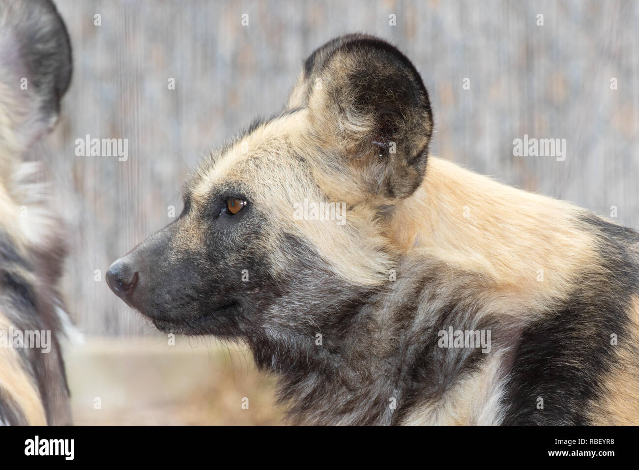 Afrikanischer Wildhund Lycaon pictus Gefangen - Muster Stockfoto