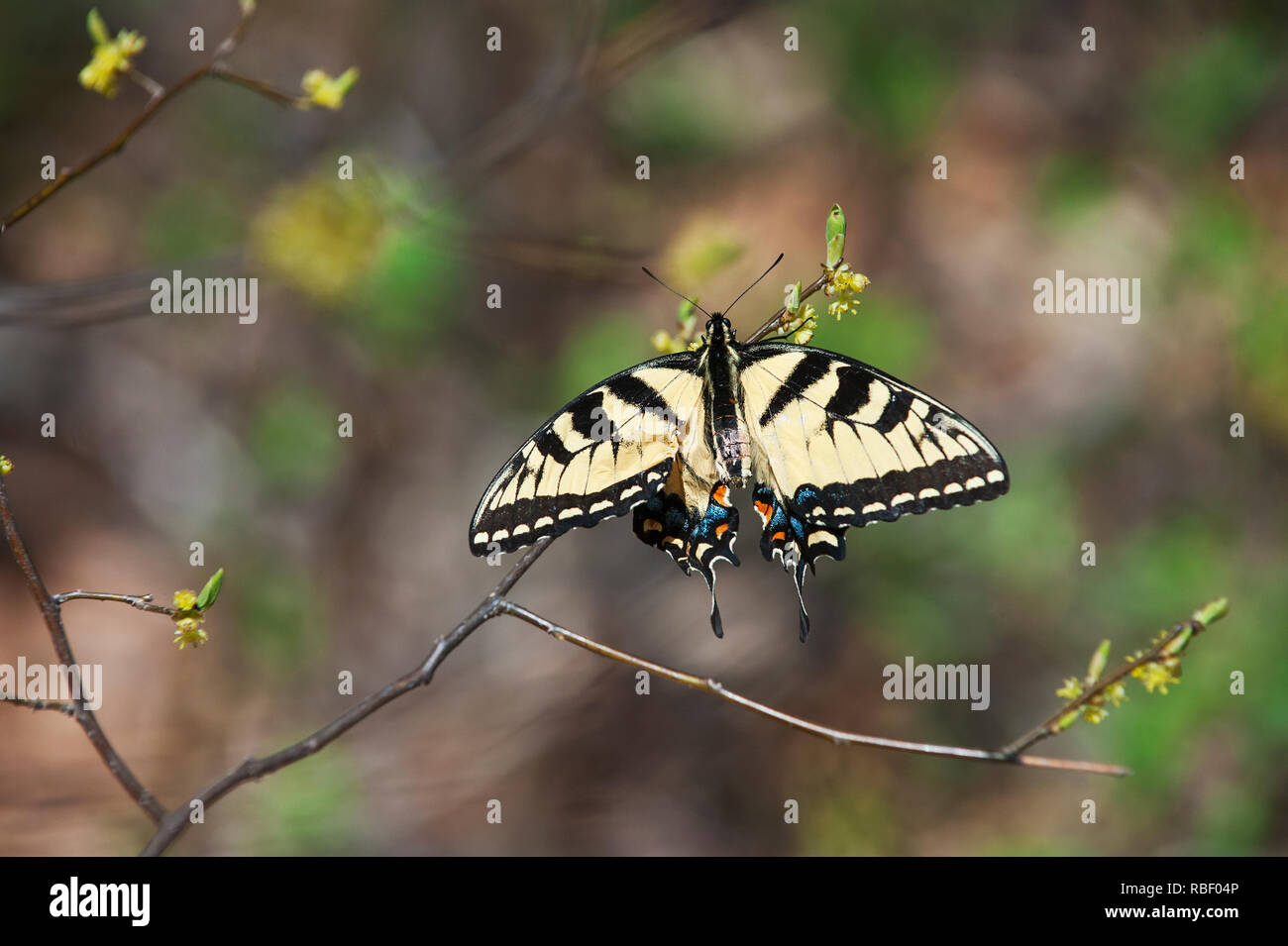 Neu entstehender Eastern tiger Swallowtail im frühen Frühjahr Holz Stockfoto