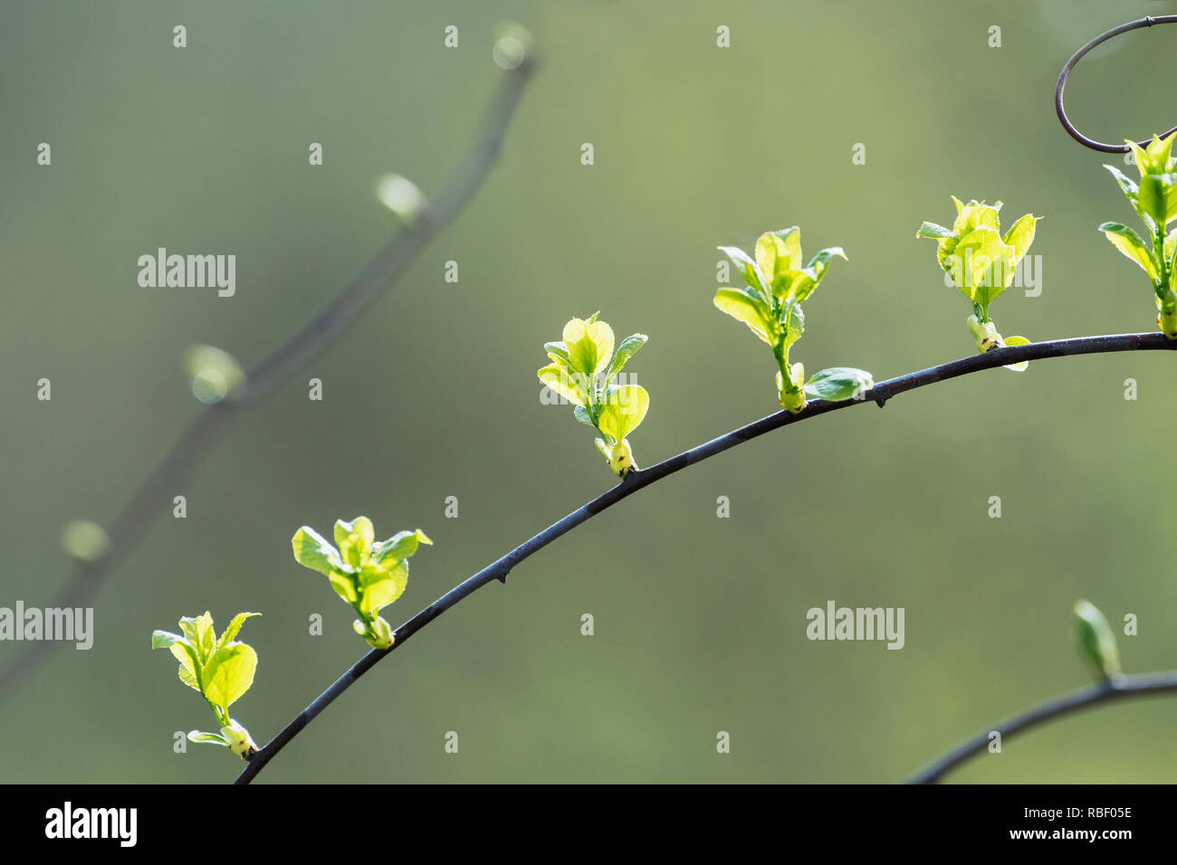 Erste Knospen und kleine grüne Blätter im Frühjahr anreisen Stockfoto
