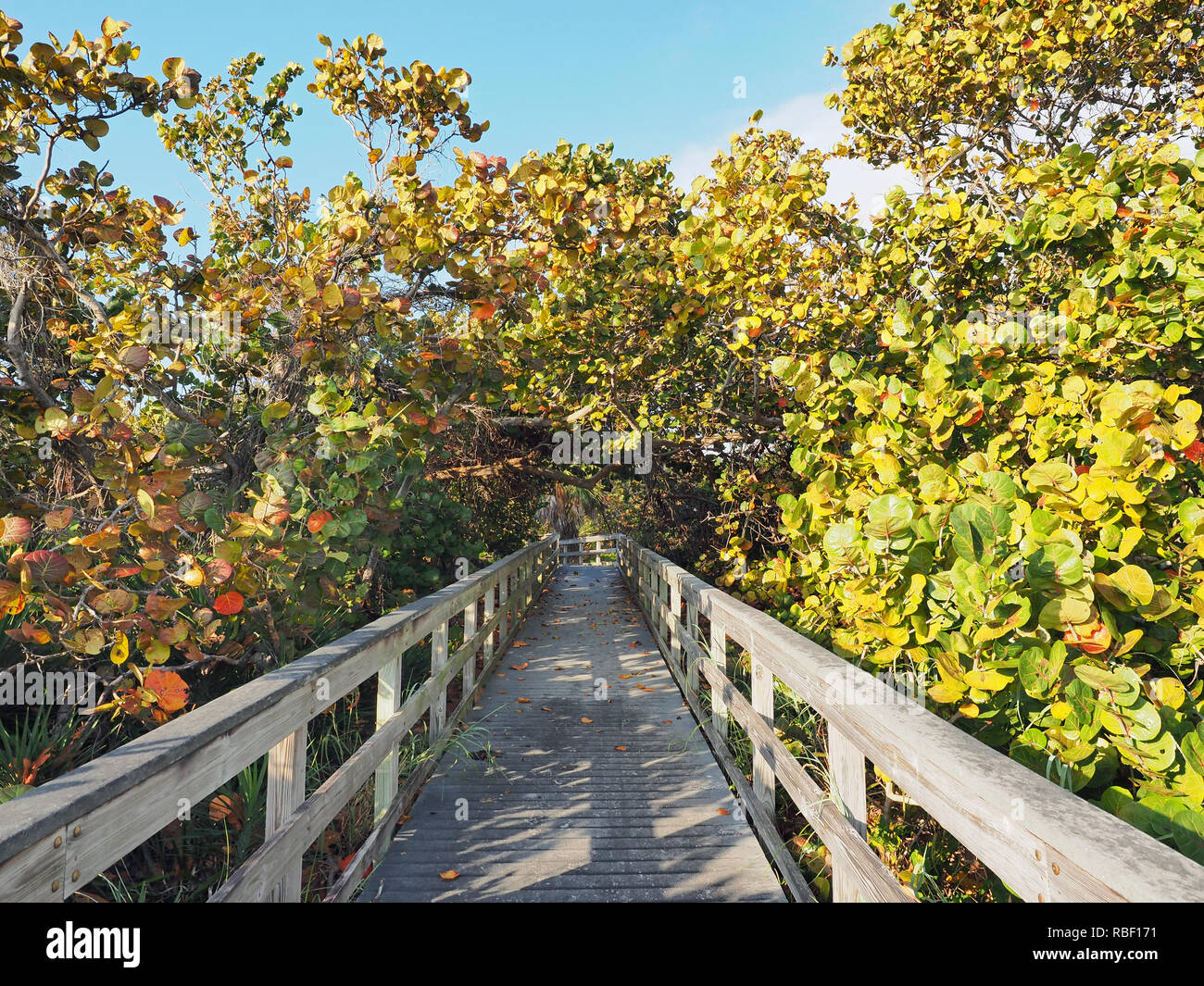 Boardwalk auf Bill Baggs Cape Florida State Park in Key Biscayne, Florida. Stockfoto