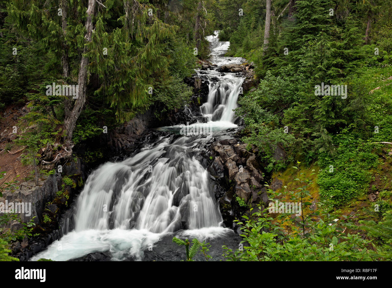 WA 15706-00 ... WASHINGTON - Kleine Wasserfälle und Kaskaden entlang der Paradies River Trail im Mount Rainier National Park. Stockfoto