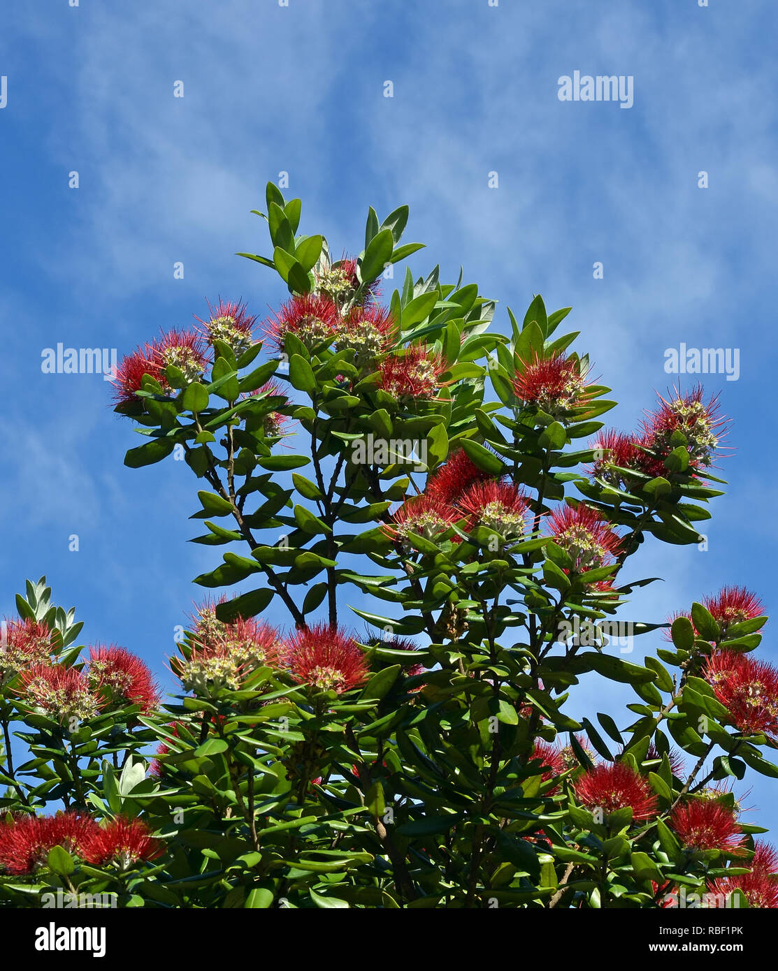 Neuseeland Pohutukawa Baum in voller Mitte Sommer blühen. Auch als die NZ Christmas Tree bekannt, weil sie in Blume am Weihnachtstag kommen. Stockfoto