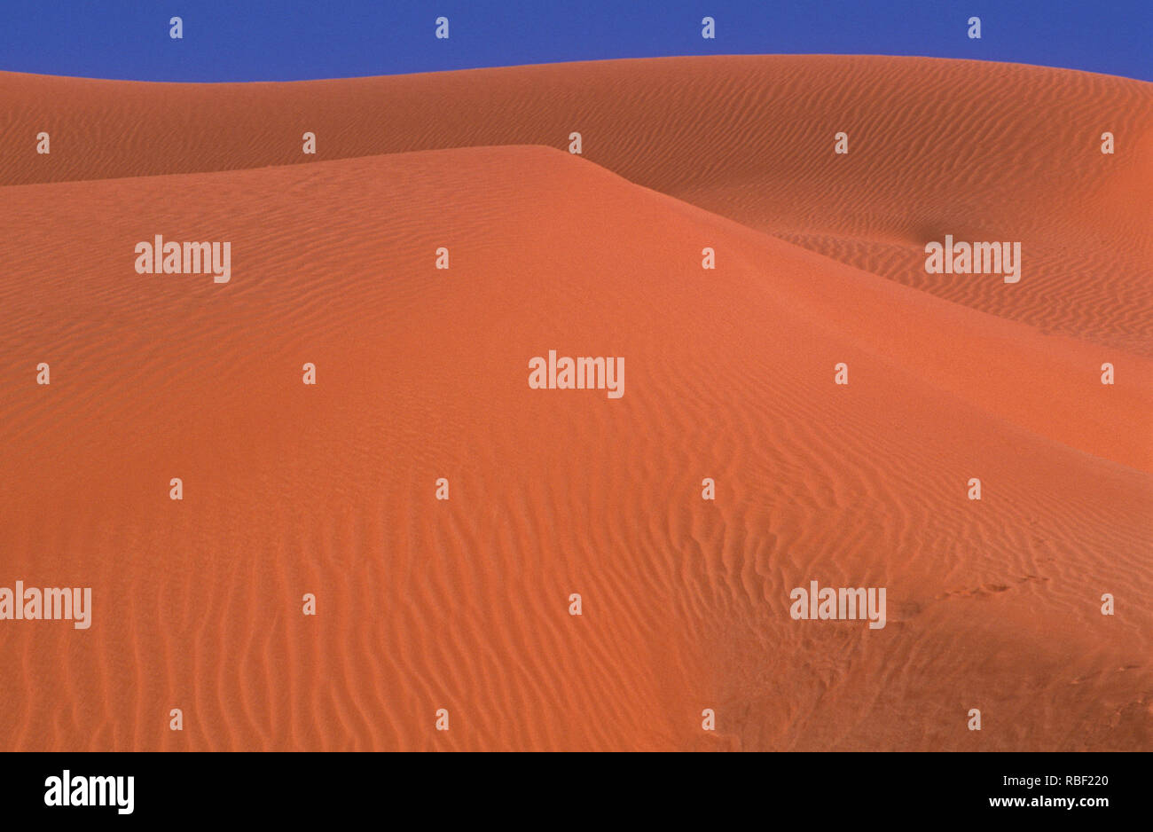 E Simpson Desert ist ein großer Bereich von trockenen, roten Sandstrand und Dünen in Northern Territory, South Australia und Queensland in Australien Stockfoto