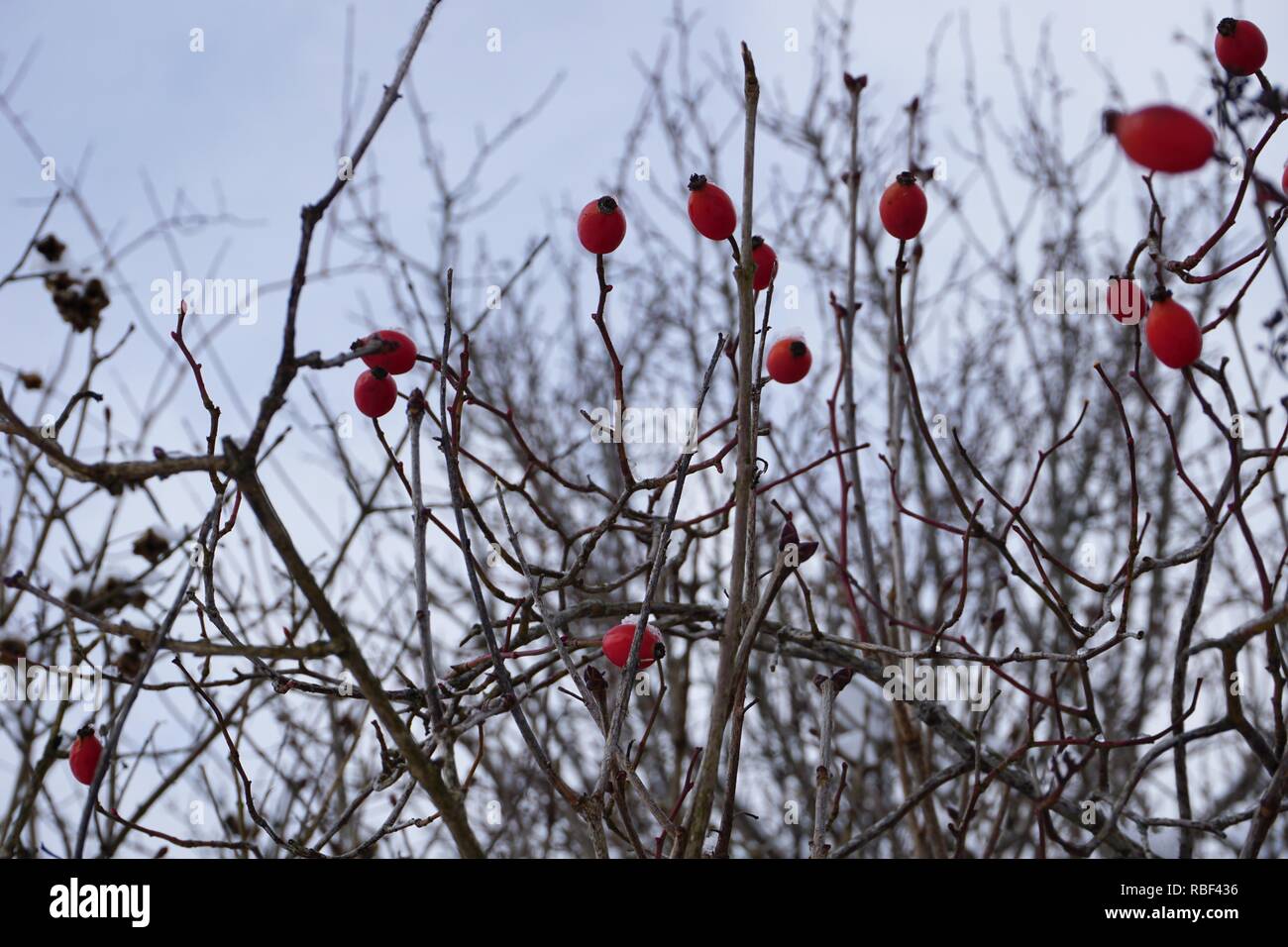 Oberstdorf, Allgäu im Winter kalt und Schnee Stockfoto