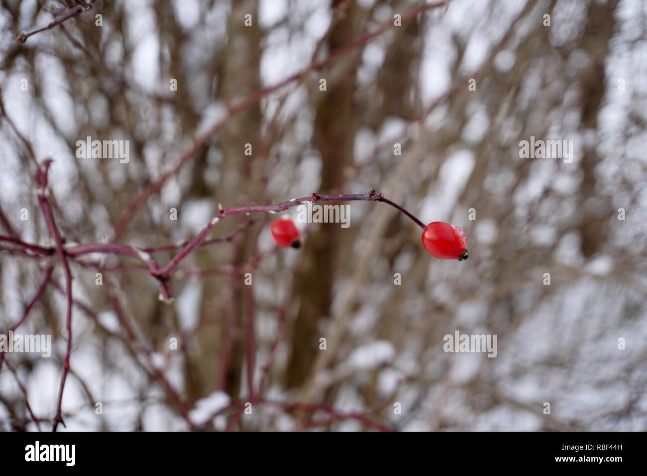 Oberstdorf, Allgäu im Winter kalt und Schnee Stockfoto