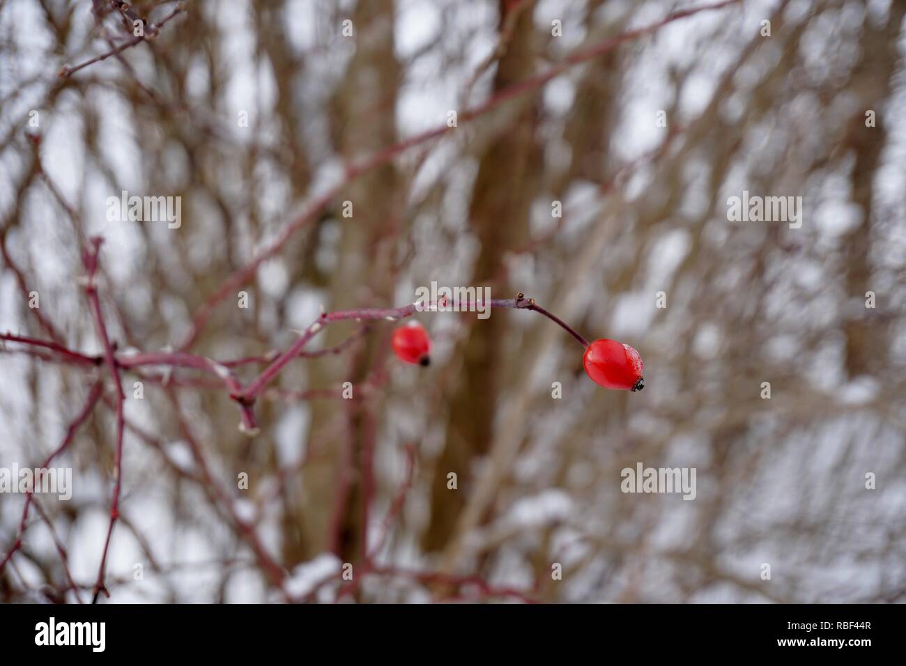 Oberstdorf, Allgäu im Winter kalt und Schnee Stockfoto