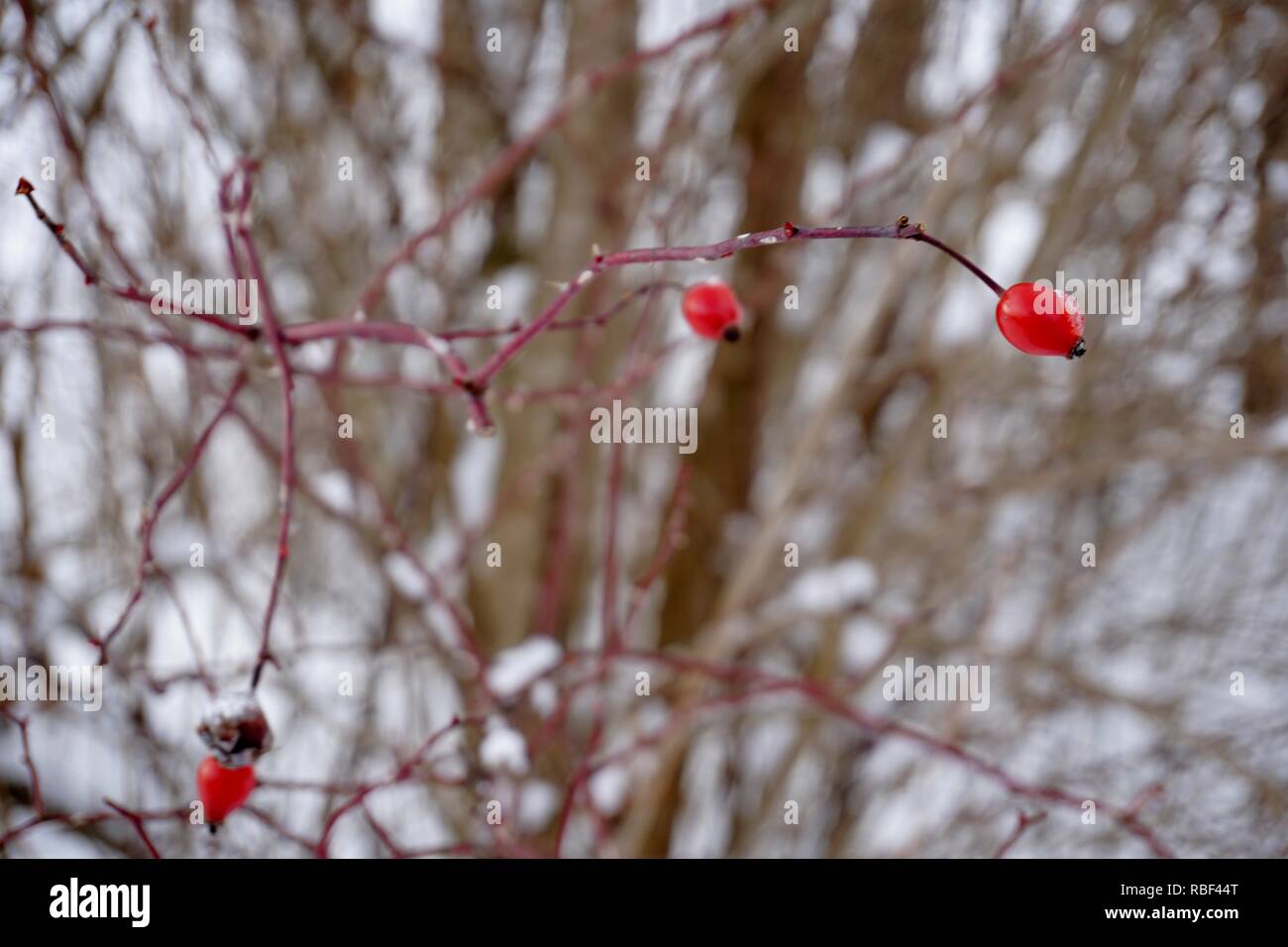 Oberstdorf, Allgäu im Winter kalt und Schnee Stockfoto
