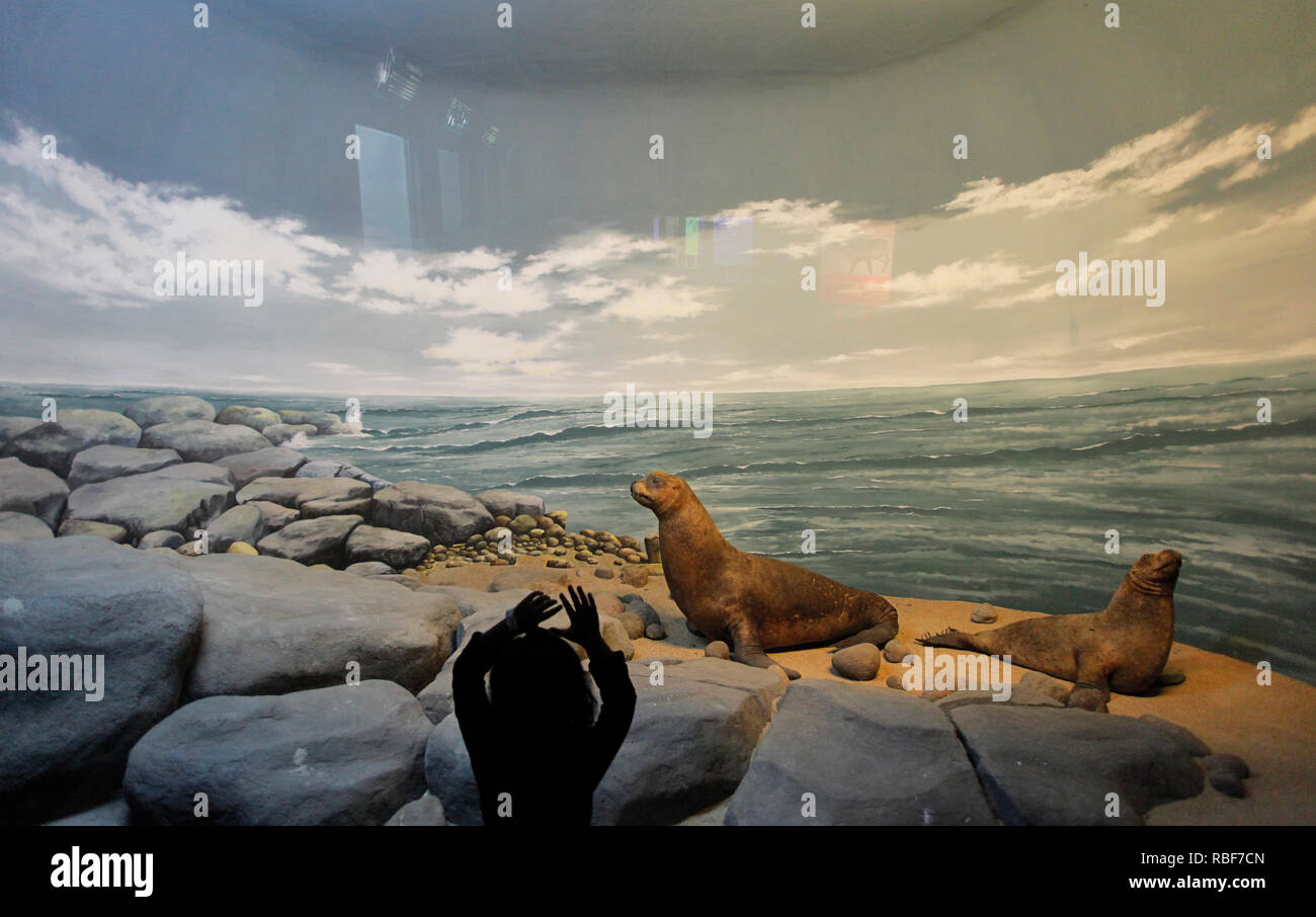 Ein Kind wird betrachtet, Diorama sea lion Im "Museum Satwa". Dieses Museum zeigt Bewahrt Tiere und alte Fossilien, die aus verschiedenen Ländern stammen. Stockfoto